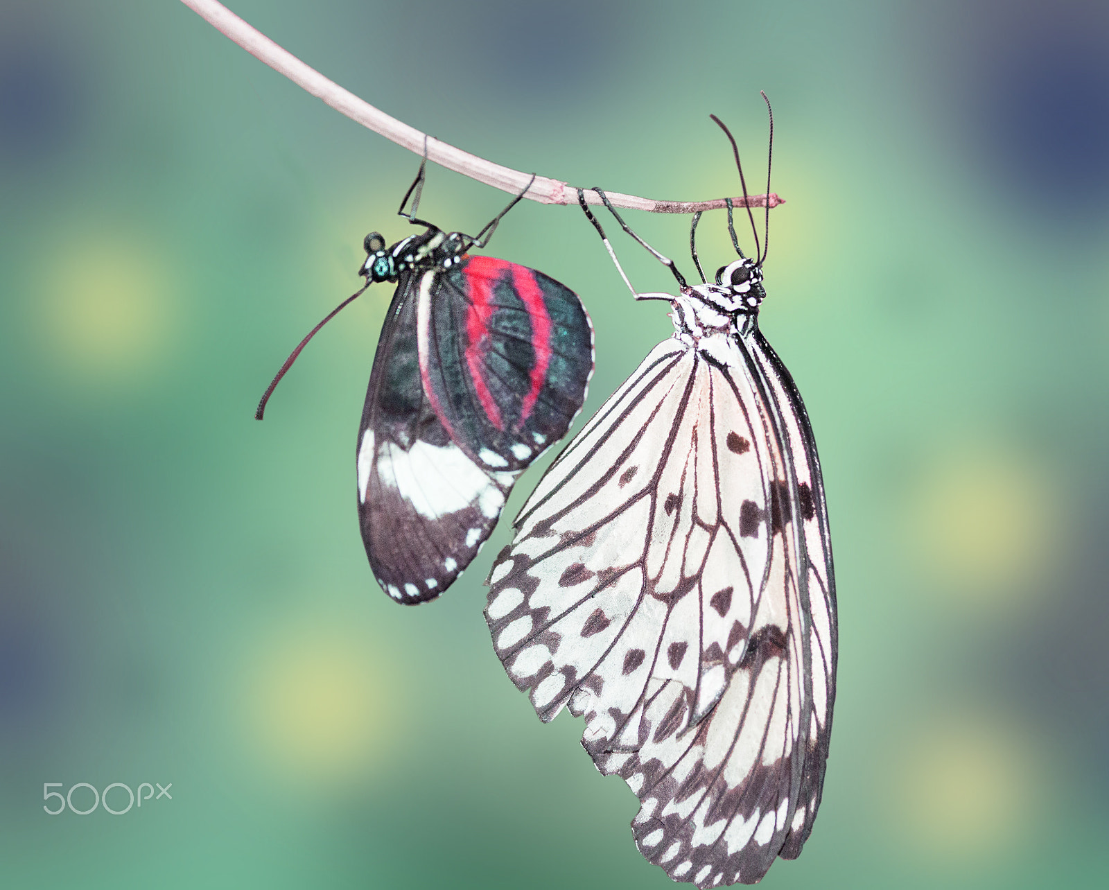 Sigma 105mm F2.8 EX DG OS HSM sample photo. Two beautiful creatures photography