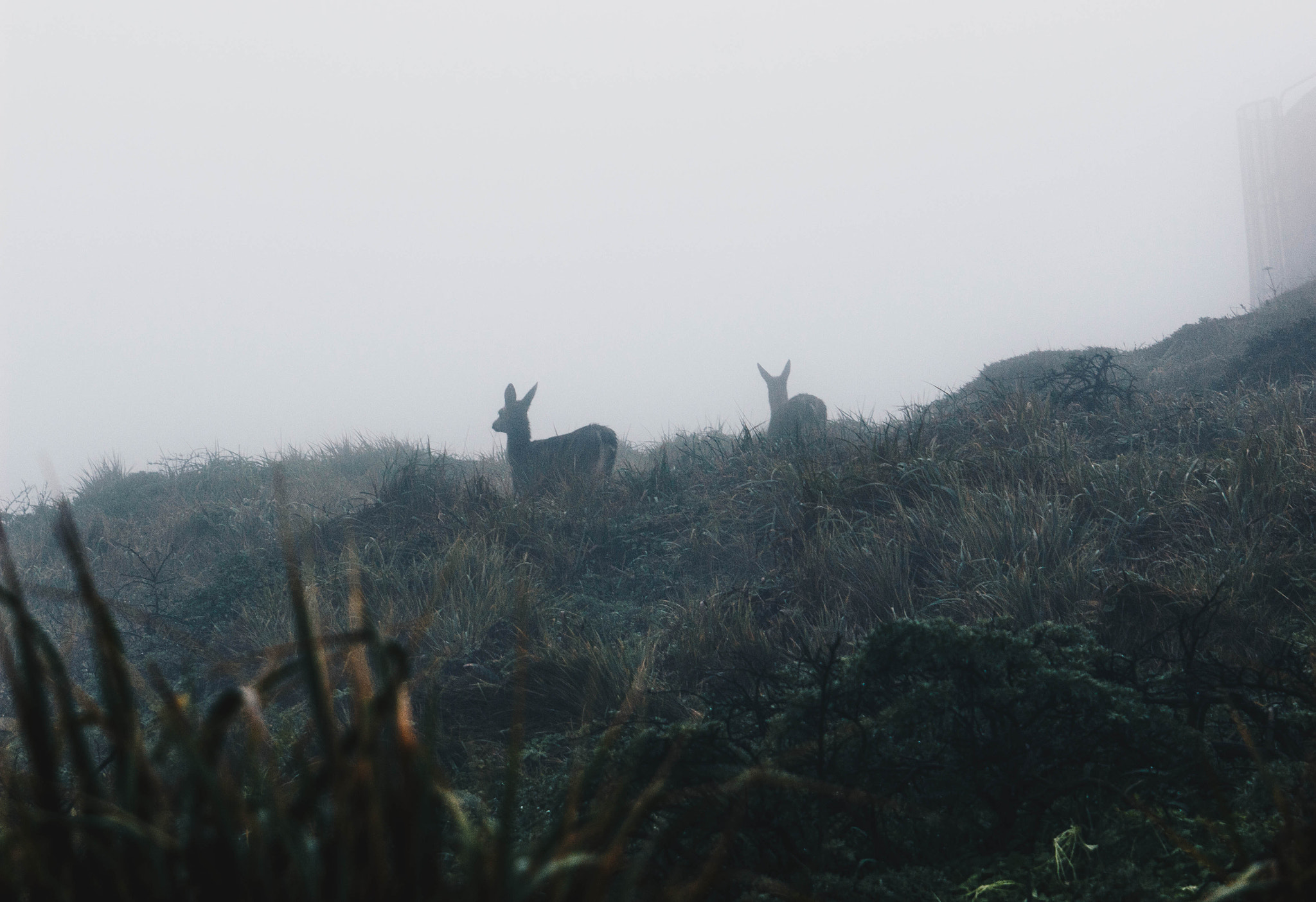 EF28-70mm f/2.8L USM sample photo. Deer in the mist photography