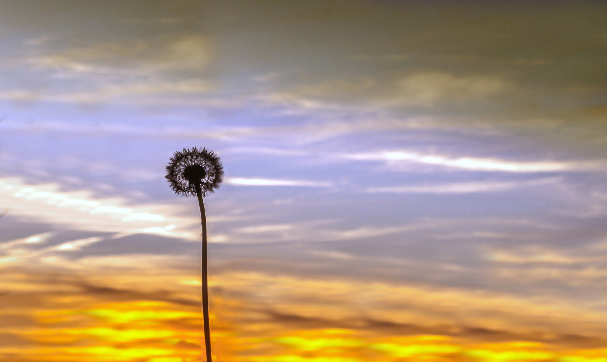 Pentax smc DA 18-55mm F3.5-5.6 AL WR sample photo. Dandelion photography
