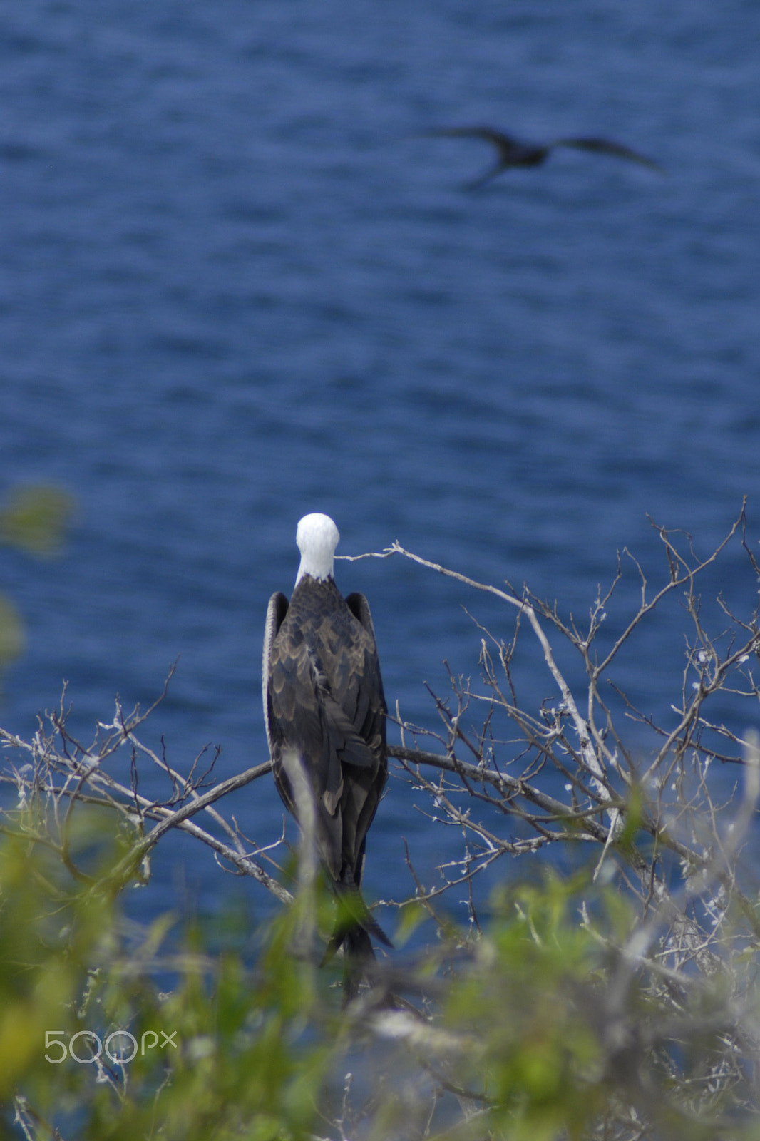 Nikon D80 sample photo. Juvenile magnificent frigate bird - isla de la plata, ecuador photography