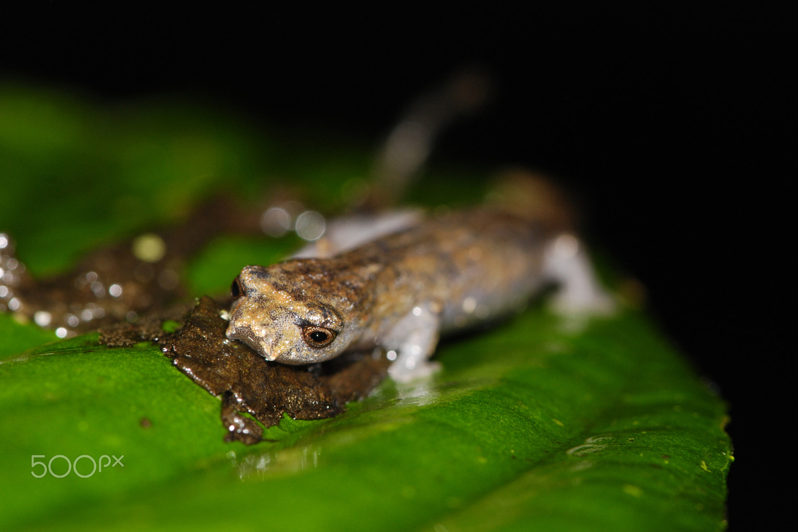 Nikon AF-S Micro-Nikkor 105mm F2.8G IF-ED VR sample photo. Naulta mushroom tongue salamander - coca, ecuador photography