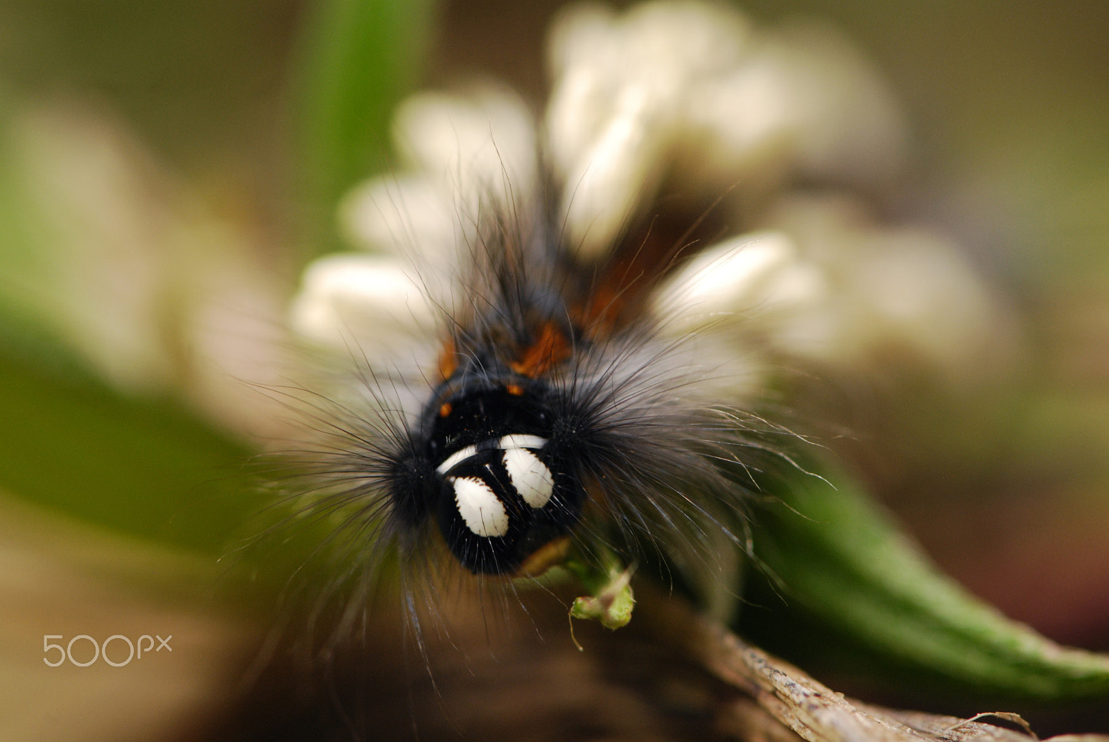 Nikon AF-S Micro-Nikkor 105mm F2.8G IF-ED VR sample photo. Parasitoid eggs on caterpillar - yanayacu biological station, ecuador photography