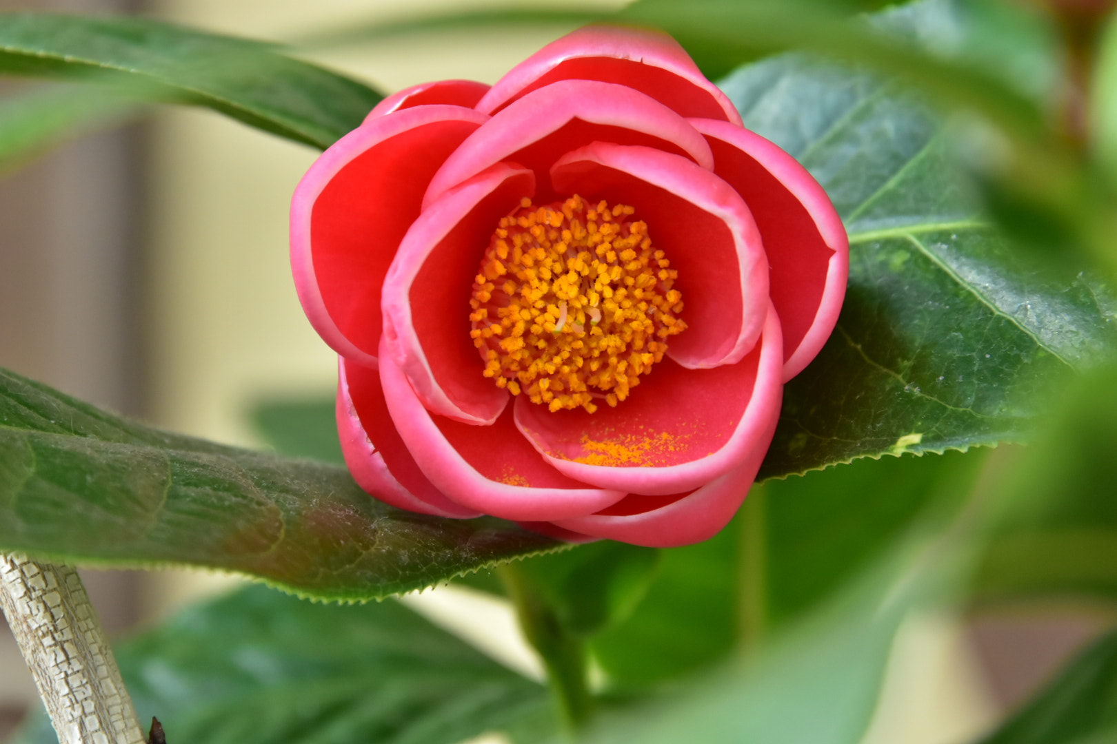 Nikon D7200 sample photo