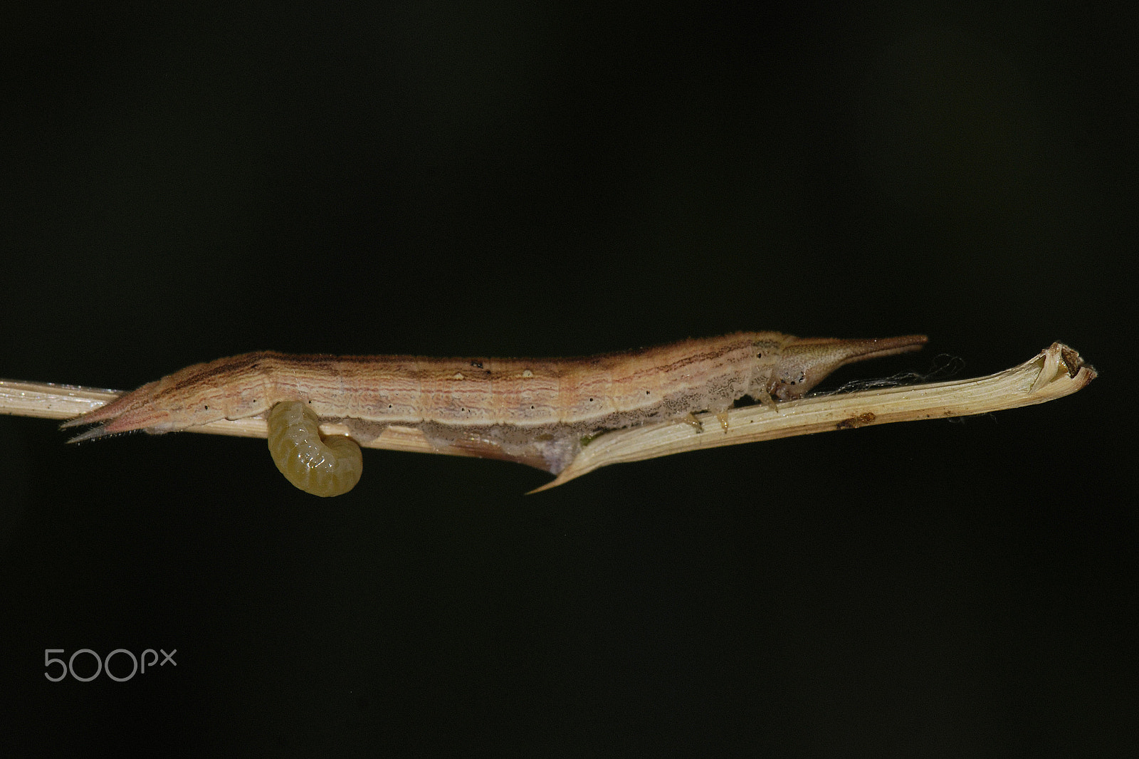 Nikon D80 sample photo. Parasitoid larva emerging - yanayacu, ecuador photography