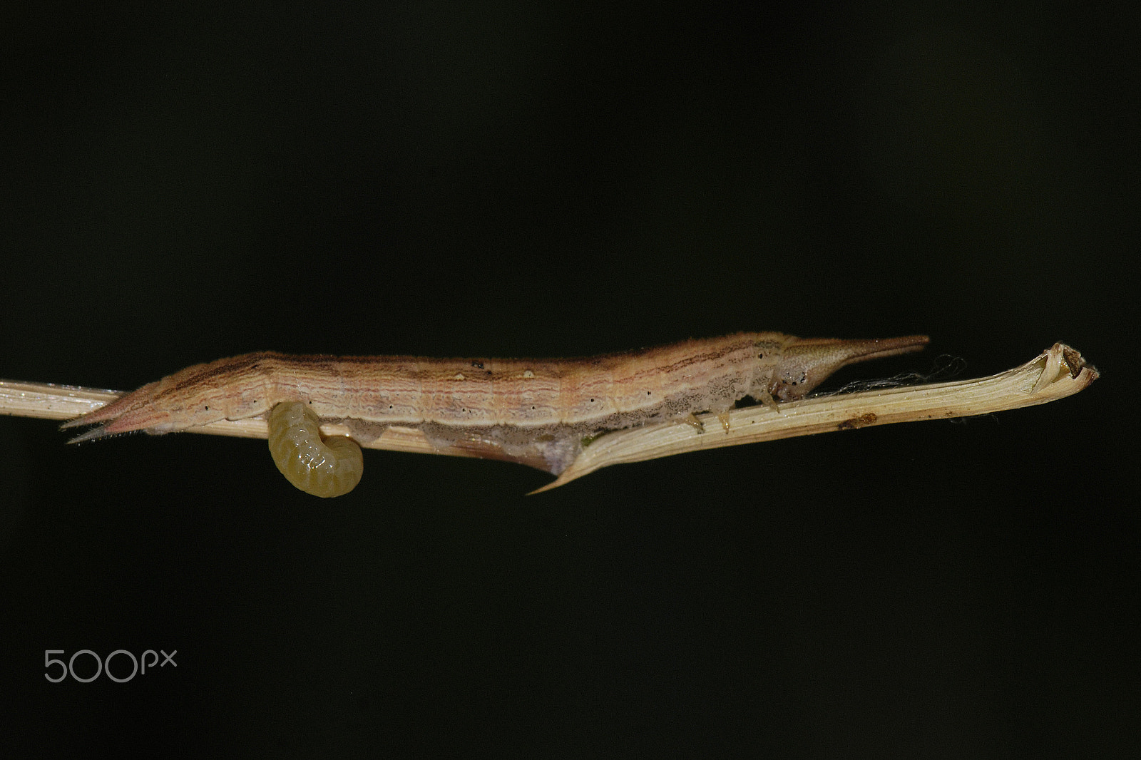 Nikon AF-S Micro-Nikkor 105mm F2.8G IF-ED VR sample photo. Parasitoid larva emerging - yanayacu, ecuador photography