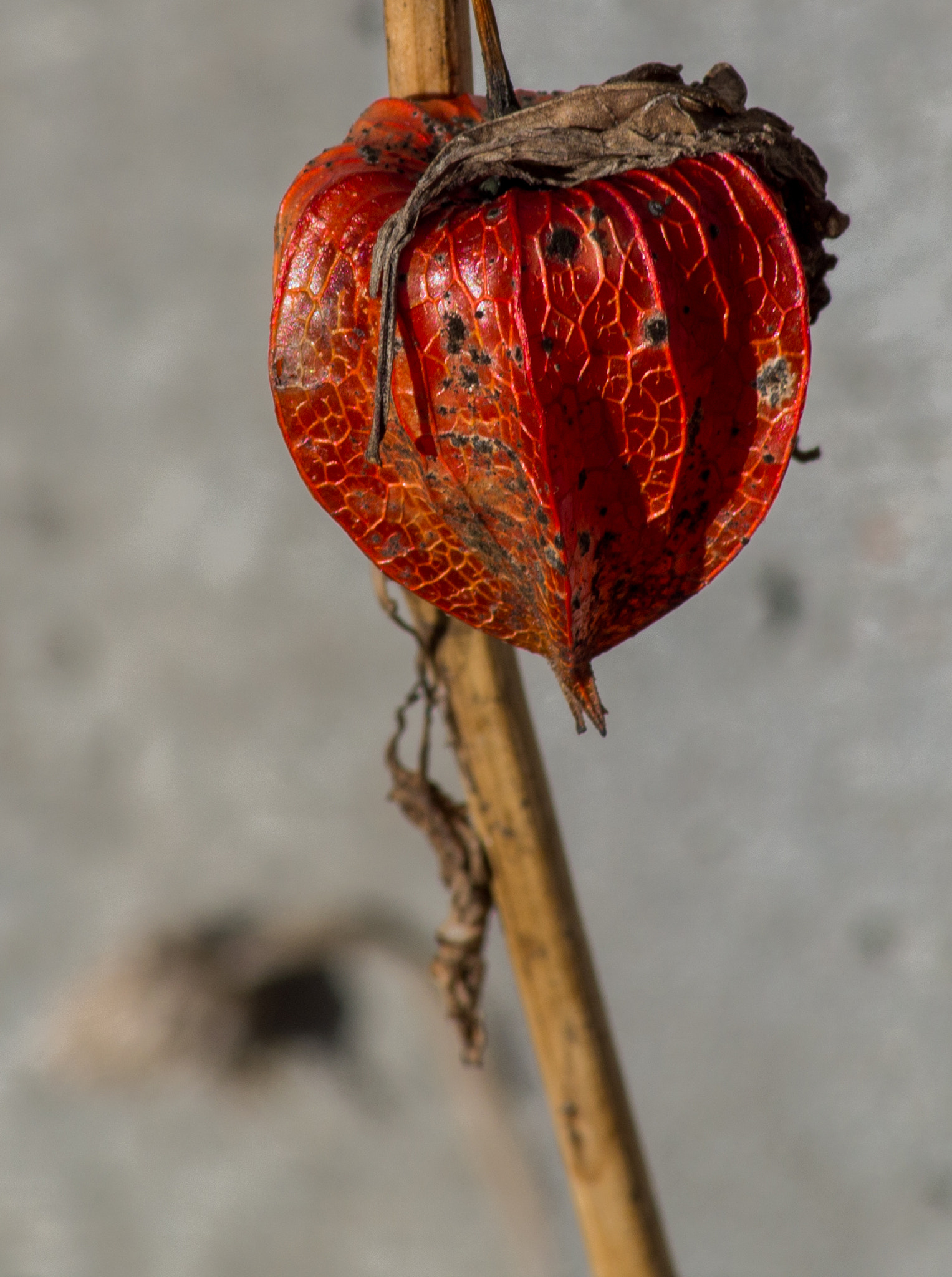Tamron AF 70-300mm F4-5.6 LD Macro 1:2 sample photo