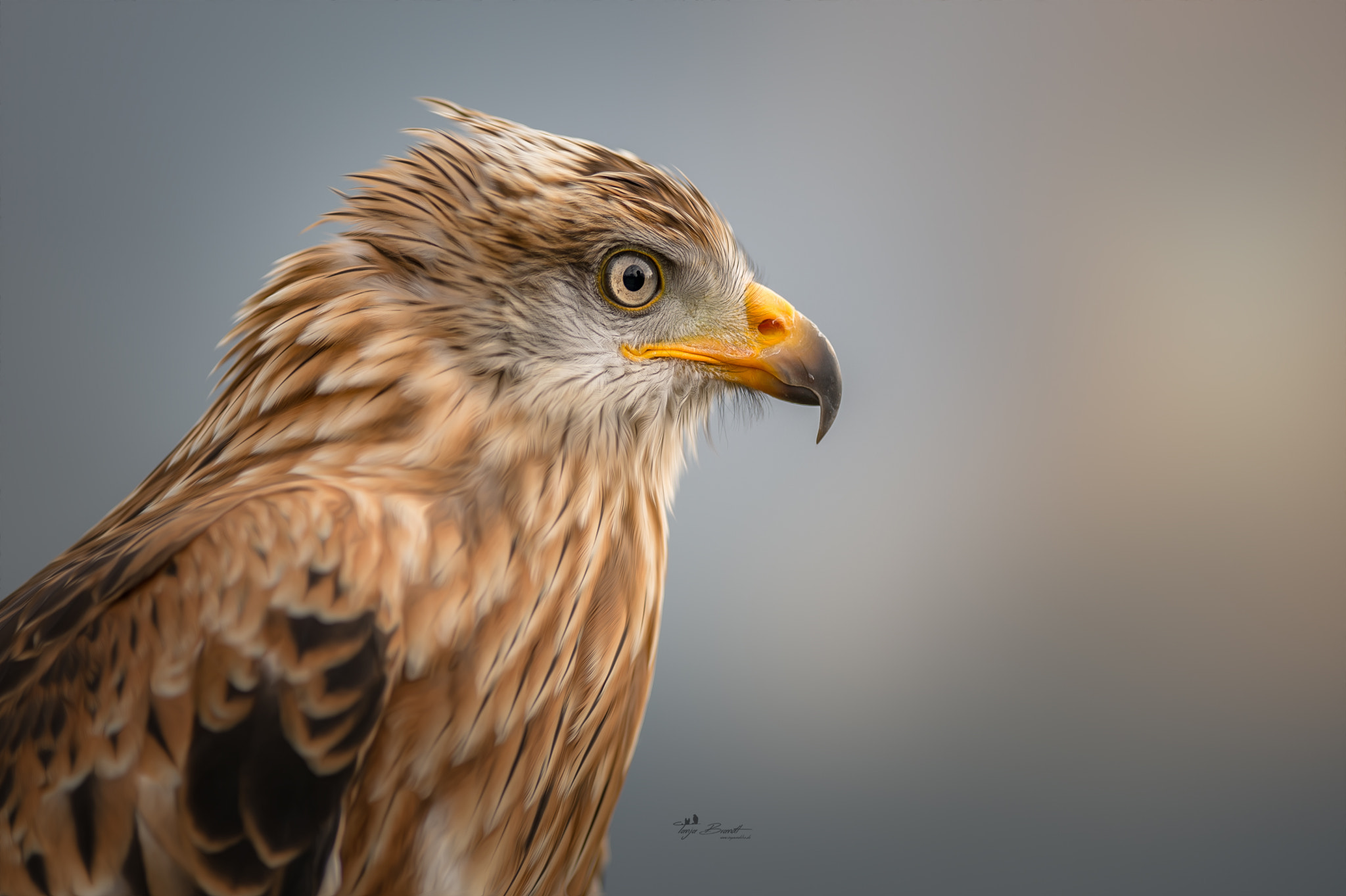 Nikon AF-S Nikkor 300mm F2.8G ED VR II sample photo. Milan photography