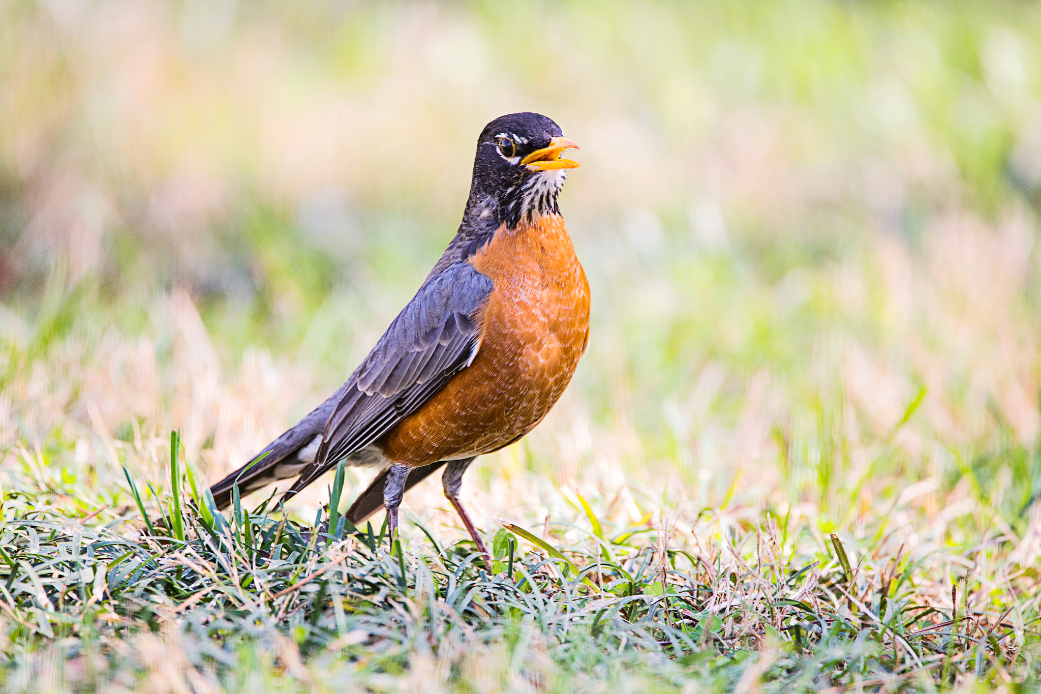 150-600mm F5-6.3 DG OS HSM | Contemporary 015 sample photo. American robins photography