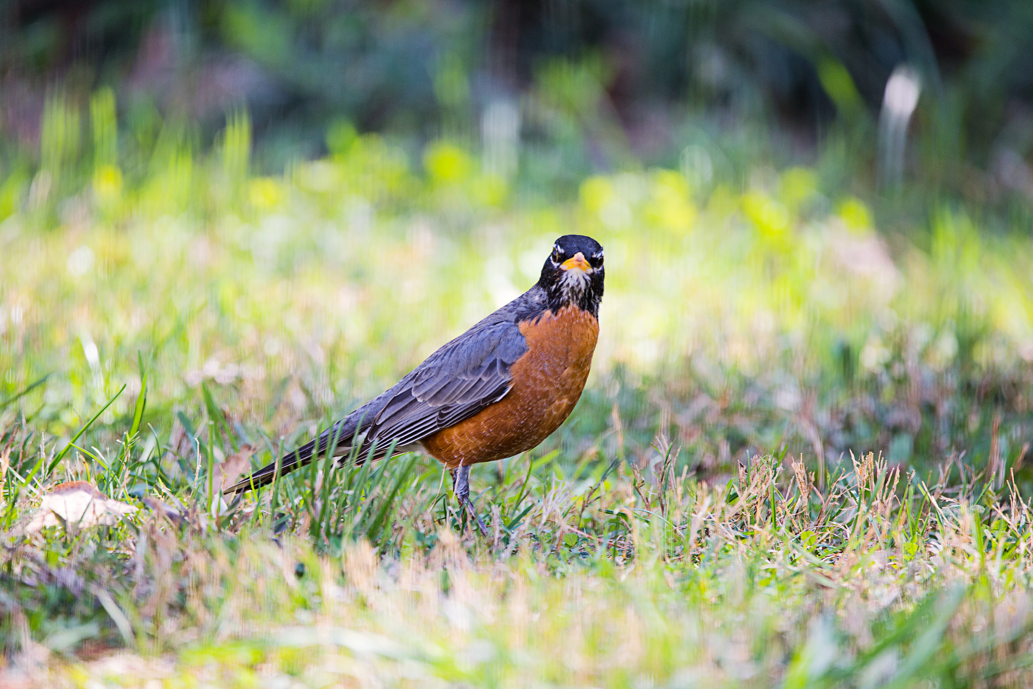 150-600mm F5-6.3 DG OS HSM | Contemporary 015 sample photo. American robins photography