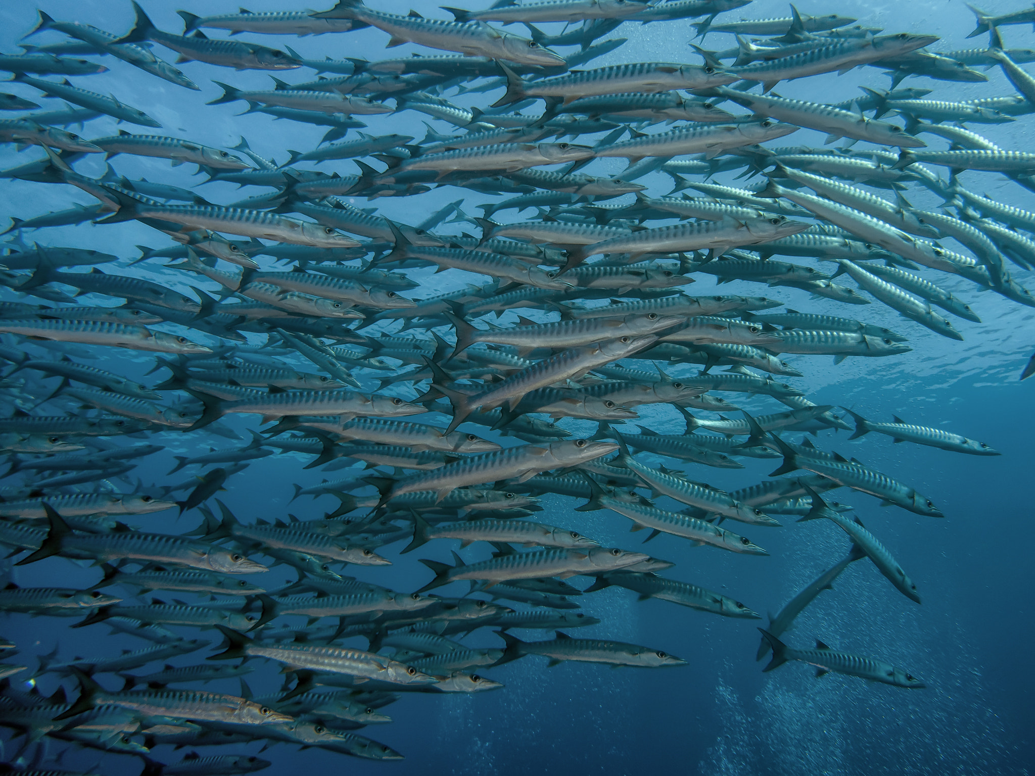 Olympus PEN E-PL7 sample photo. Dizzying barracudas photography