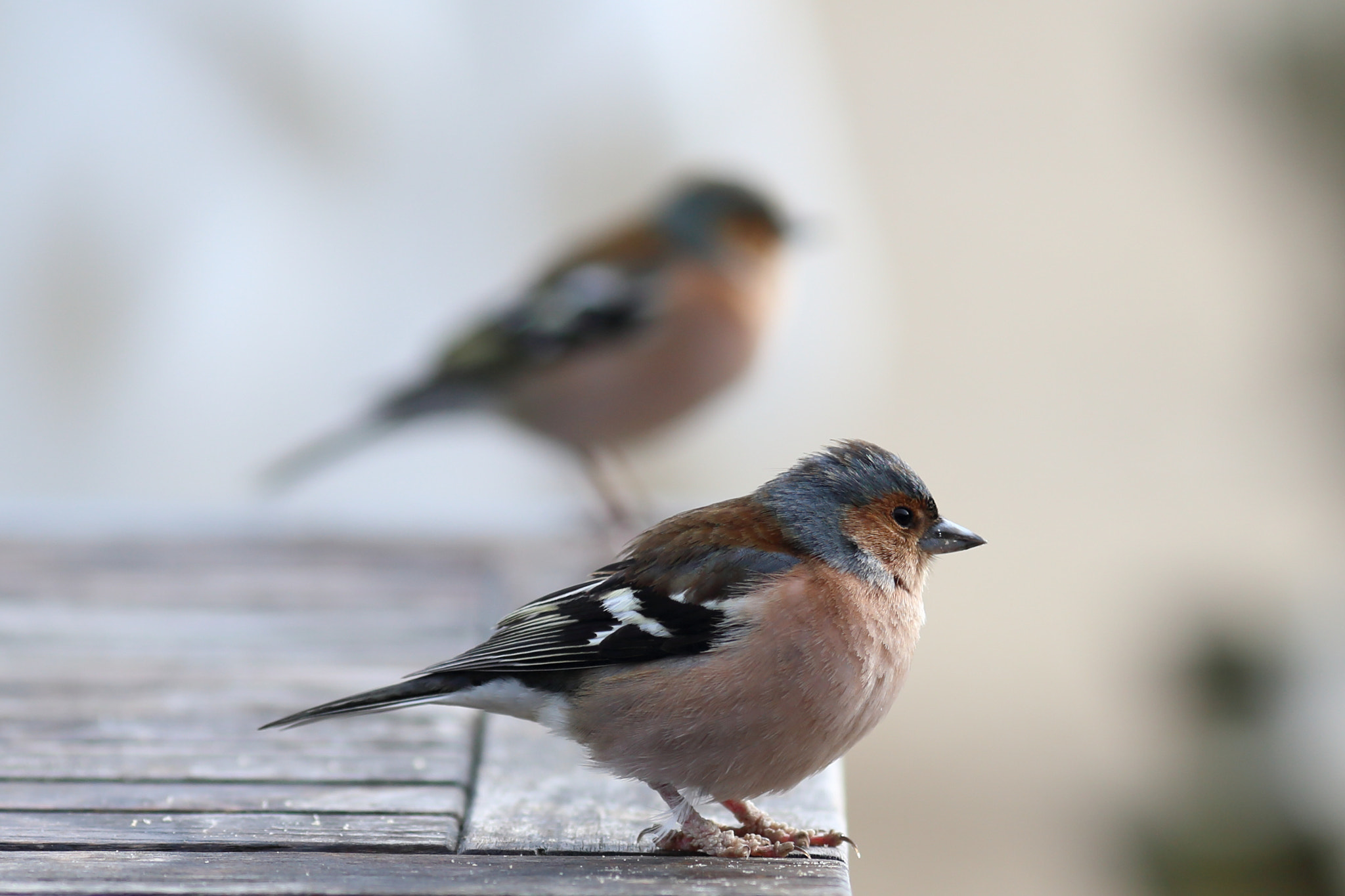 Canon EOS 6D + Canon EF 200mm F2.8L II USM sample photo. Birds photography