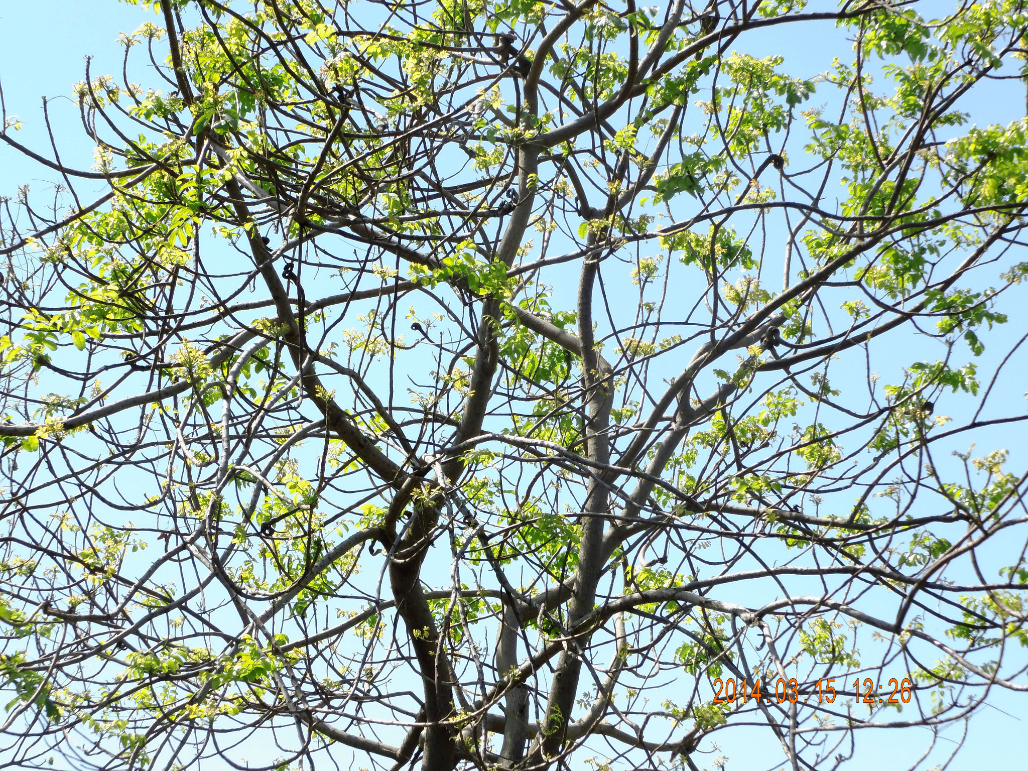 Benq GH700 sample photo. Tree photography