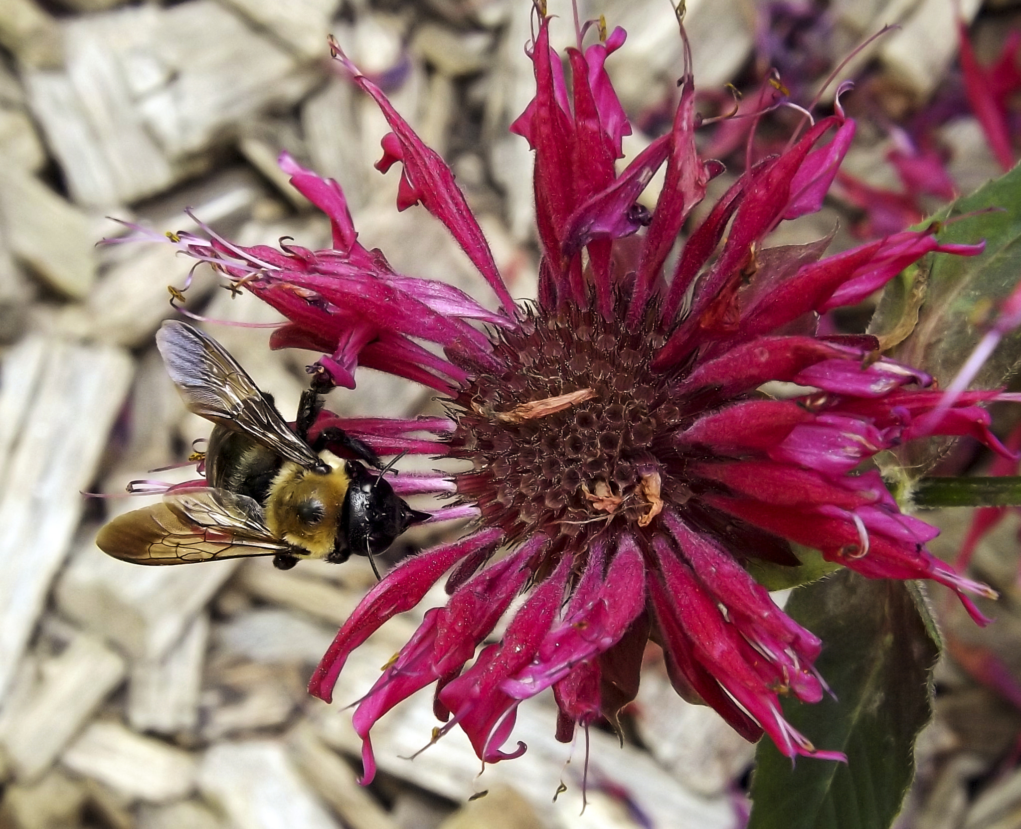 Fujifilm FinePix SL300 sample photo. The bee and the flower photography