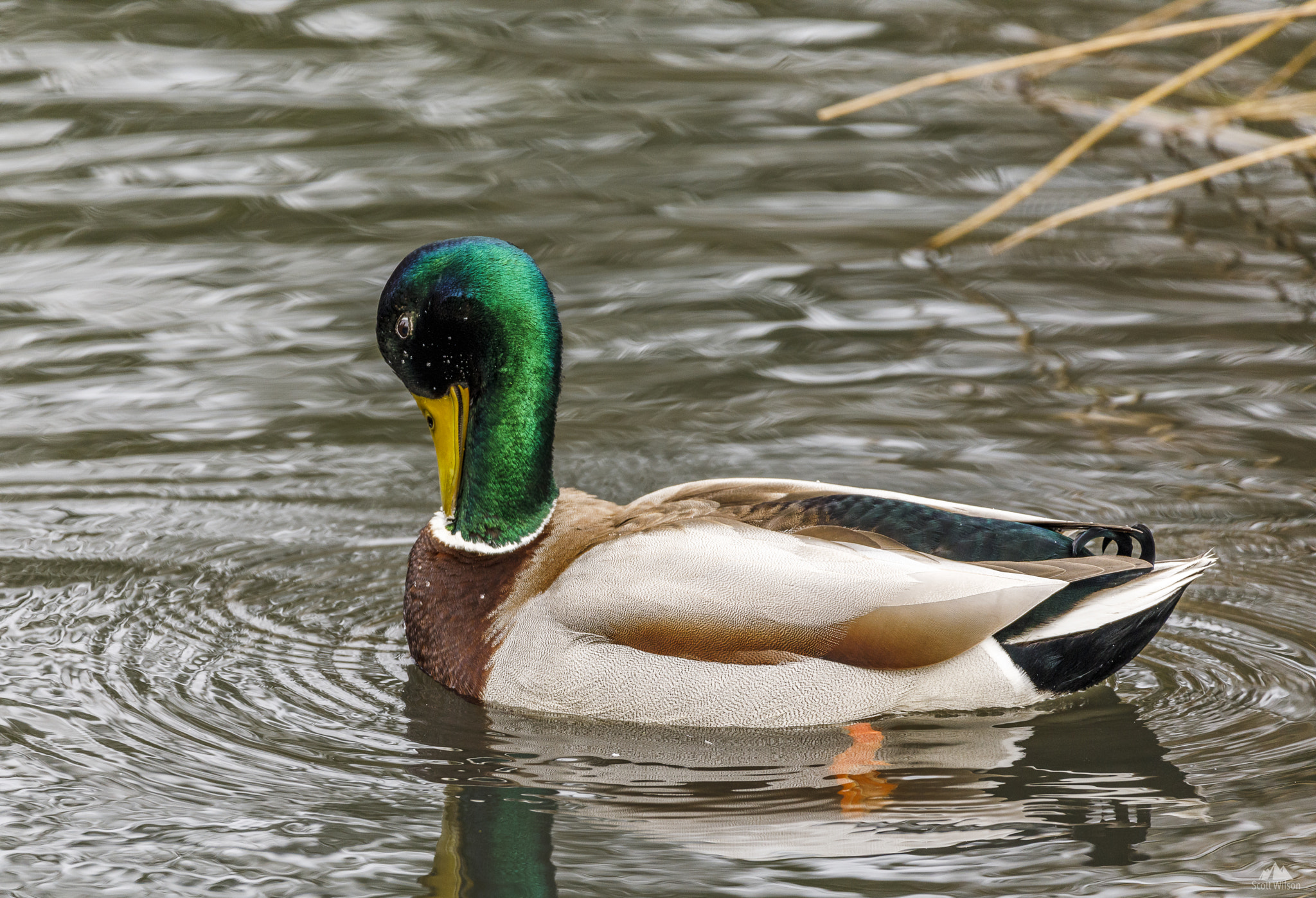 150-600mm F5-6.3 DG OS HSM | Contemporary 015 sample photo. Duck on the pond photography