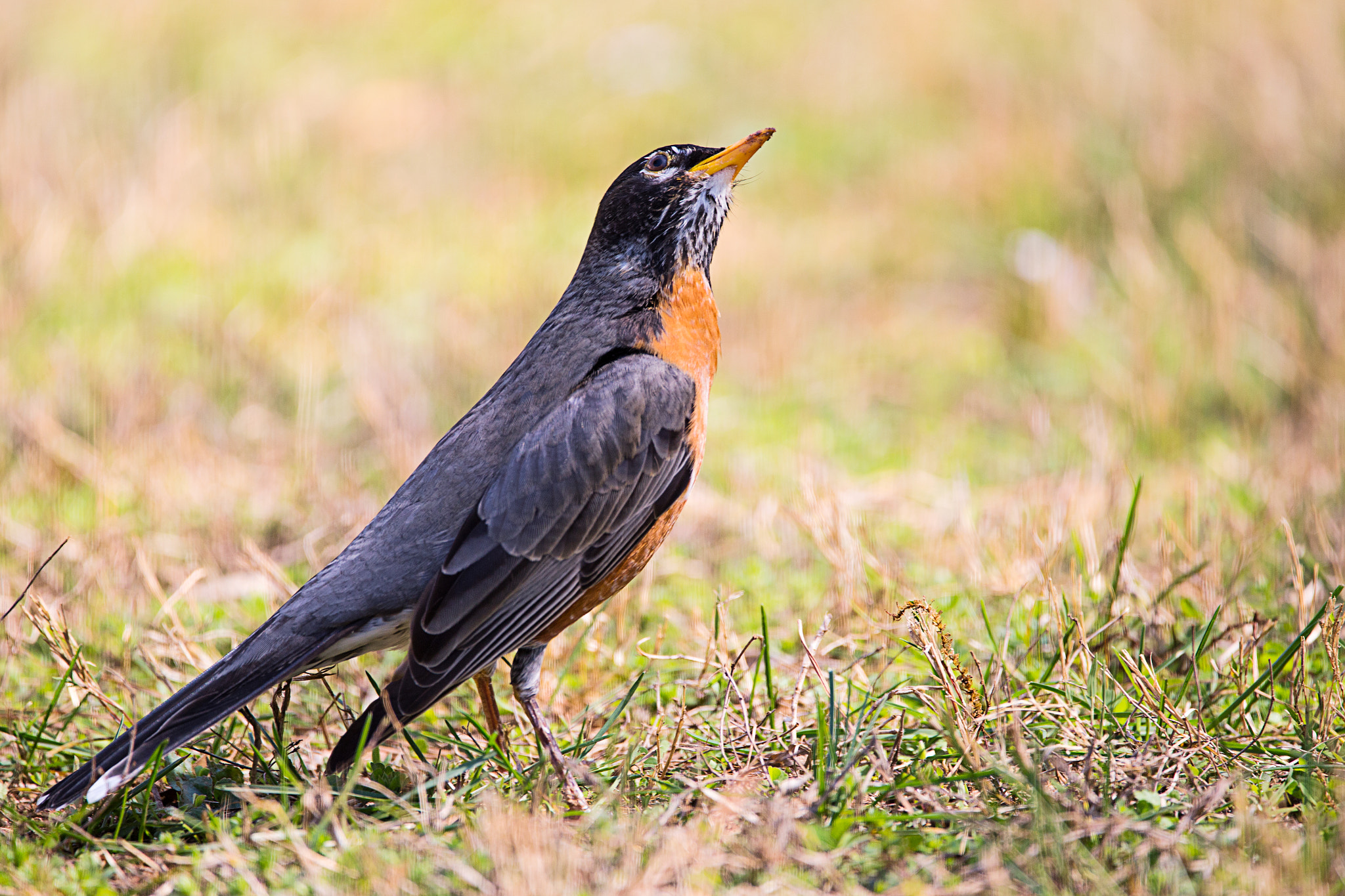 150-600mm F5-6.3 DG OS HSM | Contemporary 015 sample photo. American robins photography