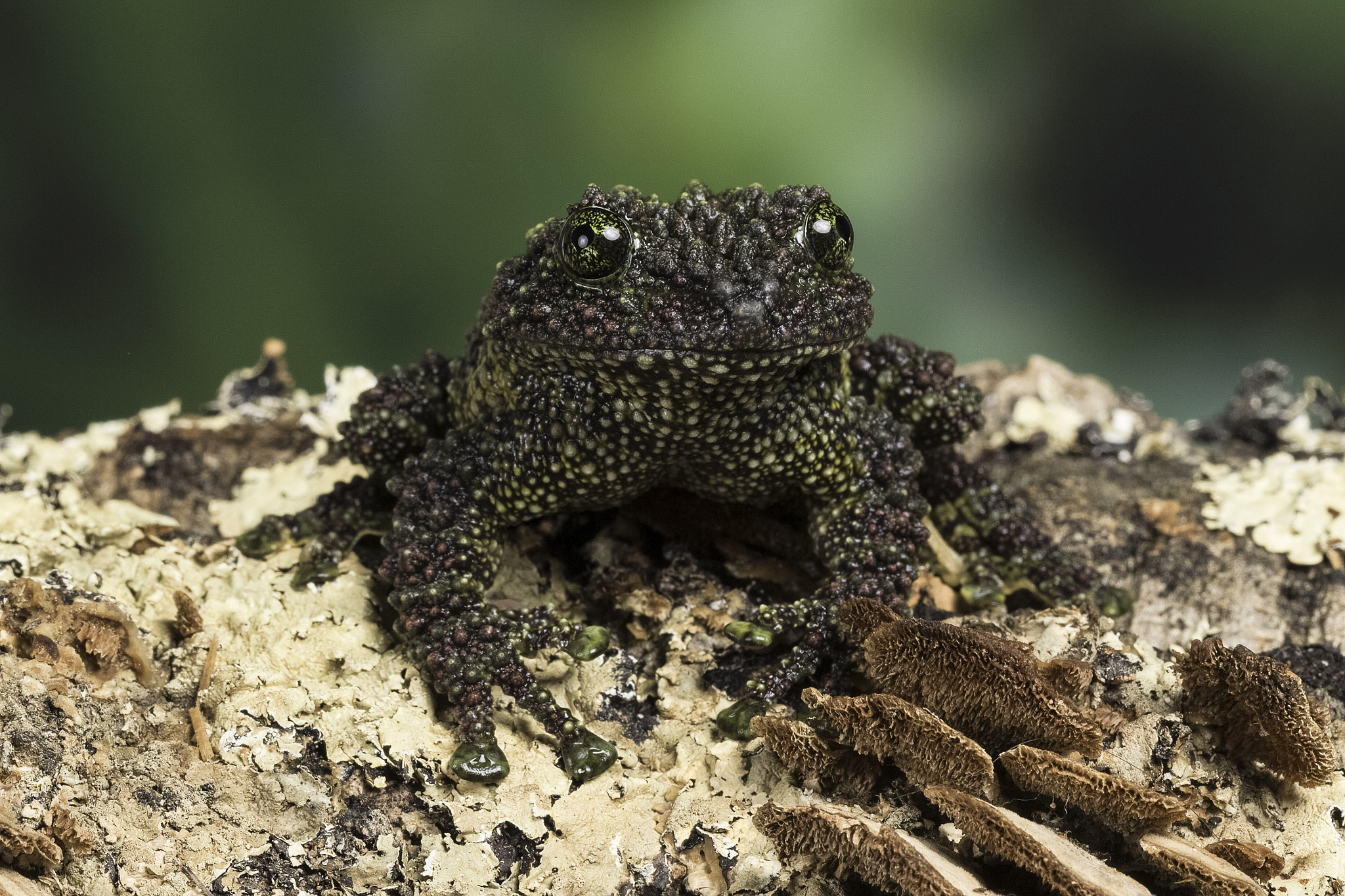 Canon EF 100mm F2.8L Macro IS USM sample photo. Vietnamese mossy frog - theloderma corticale photography