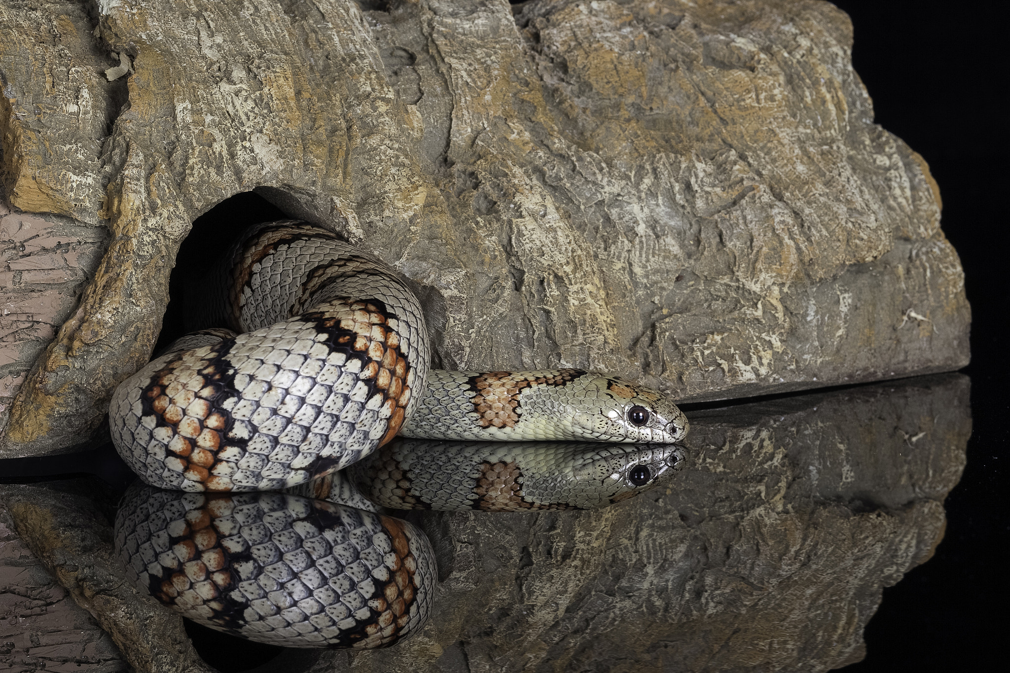 Canon EF 100mm F2.8L Macro IS USM sample photo. Grey banded snake - lampropeltis alterna photography