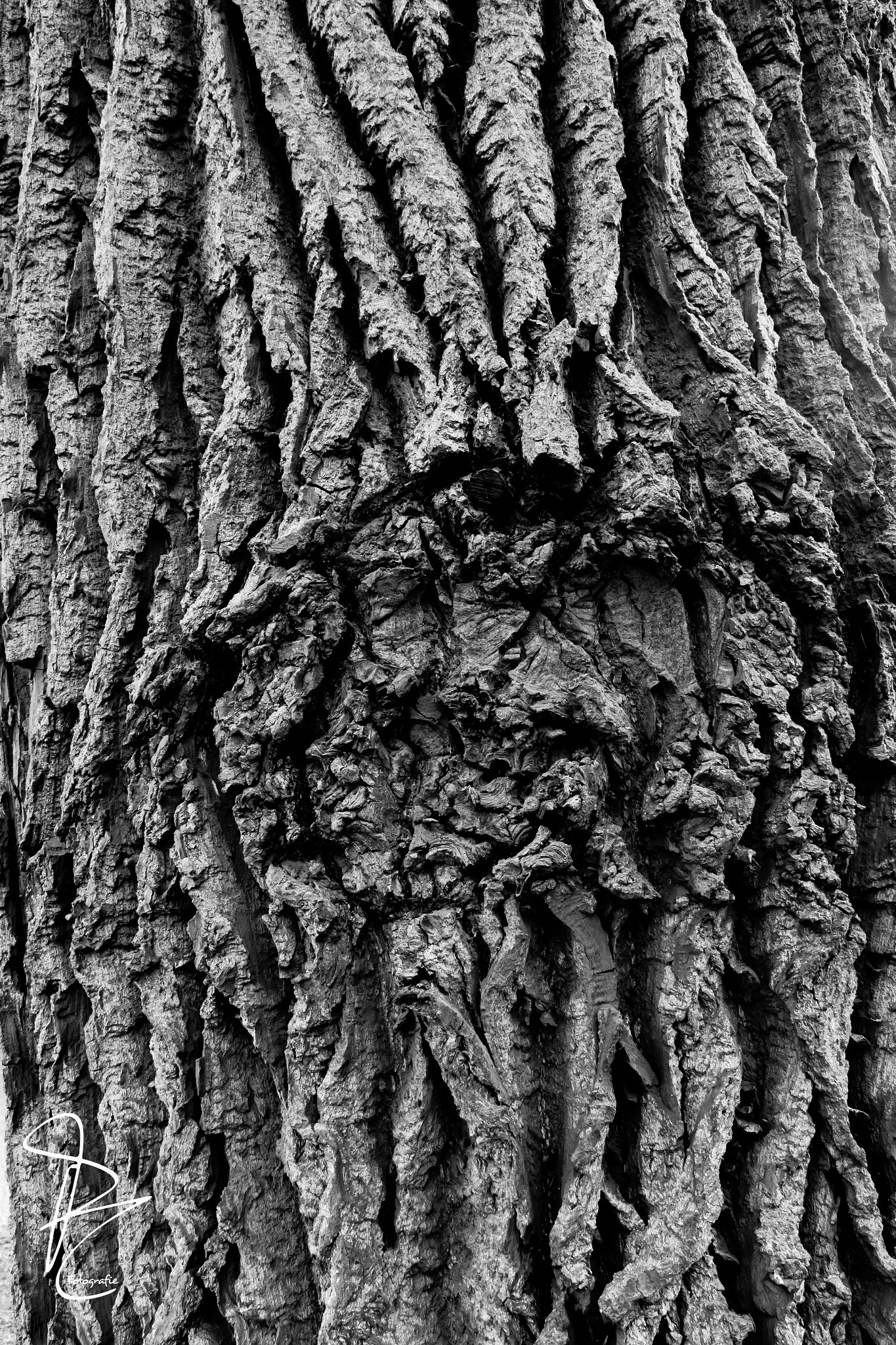 Canon EF-S 17-55mm F2.8 IS USM sample photo. Baum photography