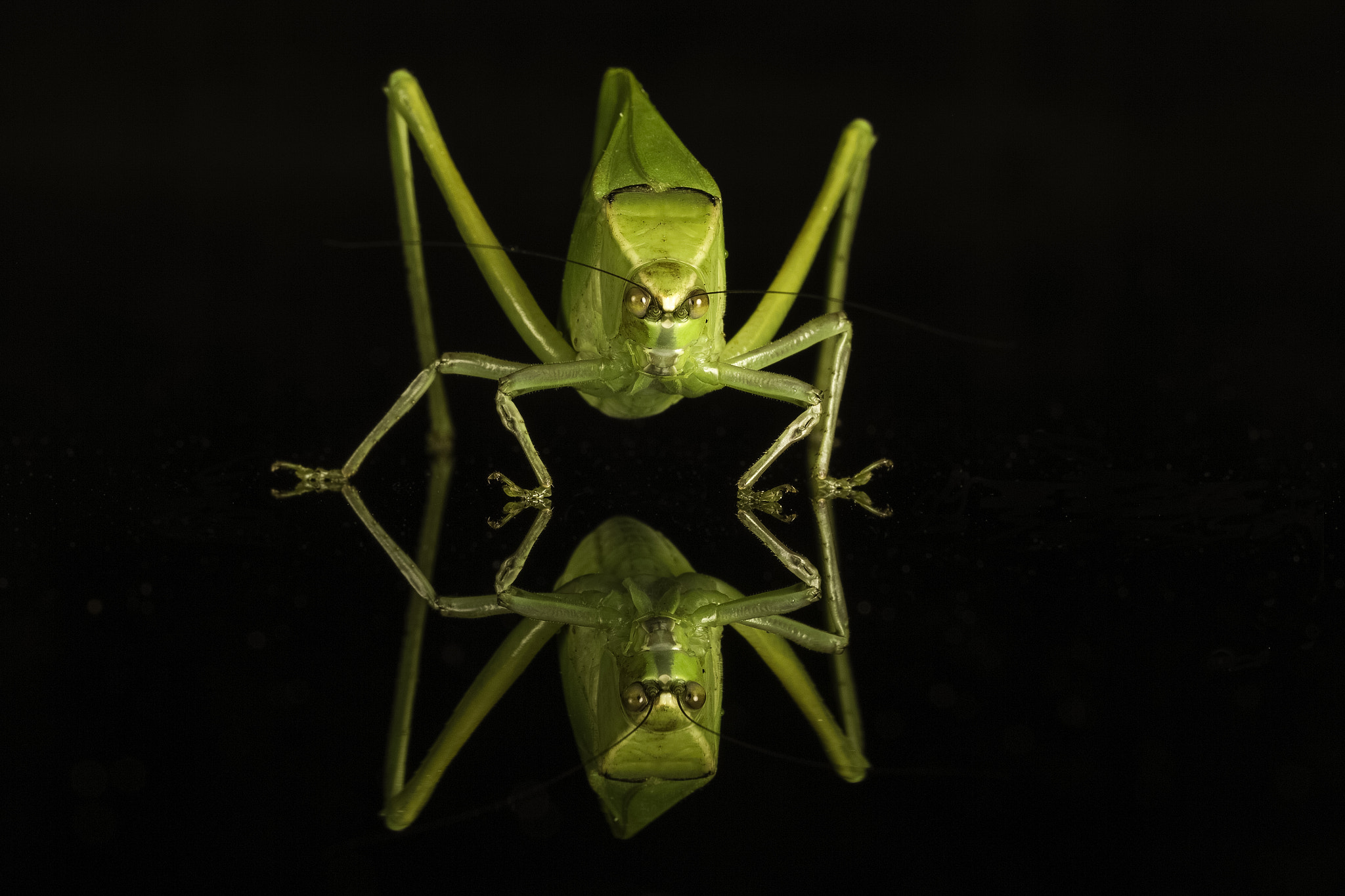 Canon EF 100mm F2.8L Macro IS USM sample photo. Katydid photography