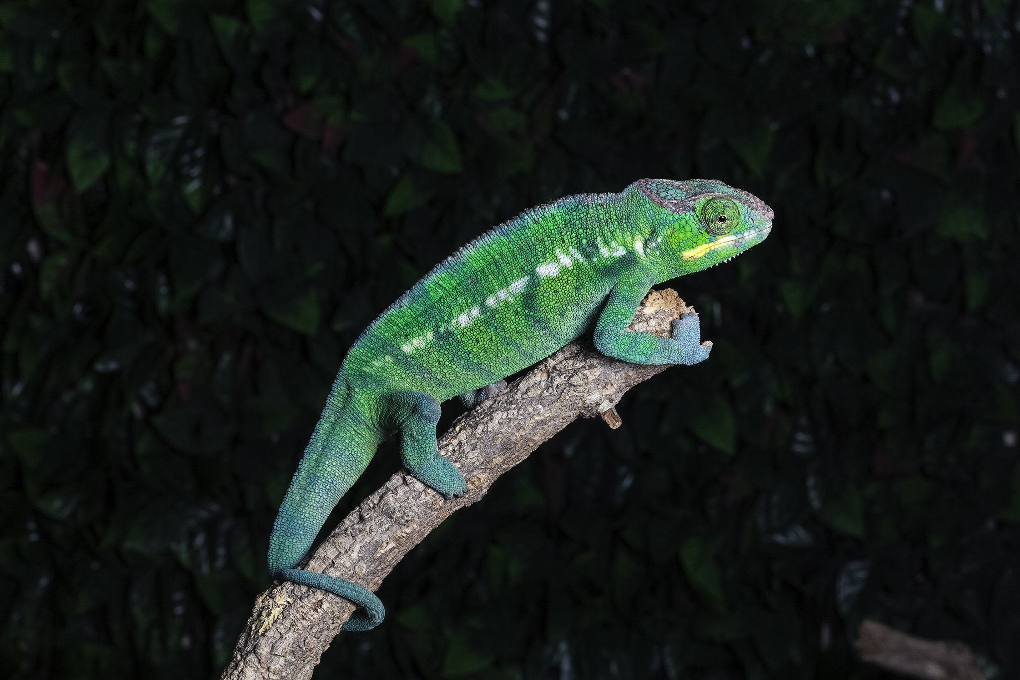 Canon EF 100mm F2.8L Macro IS USM sample photo. Panther chameleon photography
