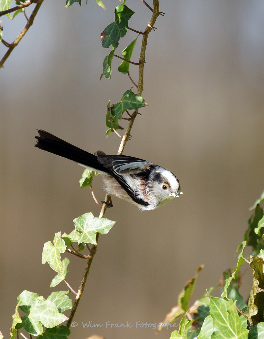 Sony 70-400mm F4-5.6 G SSM sample photo. Tailed tit photography