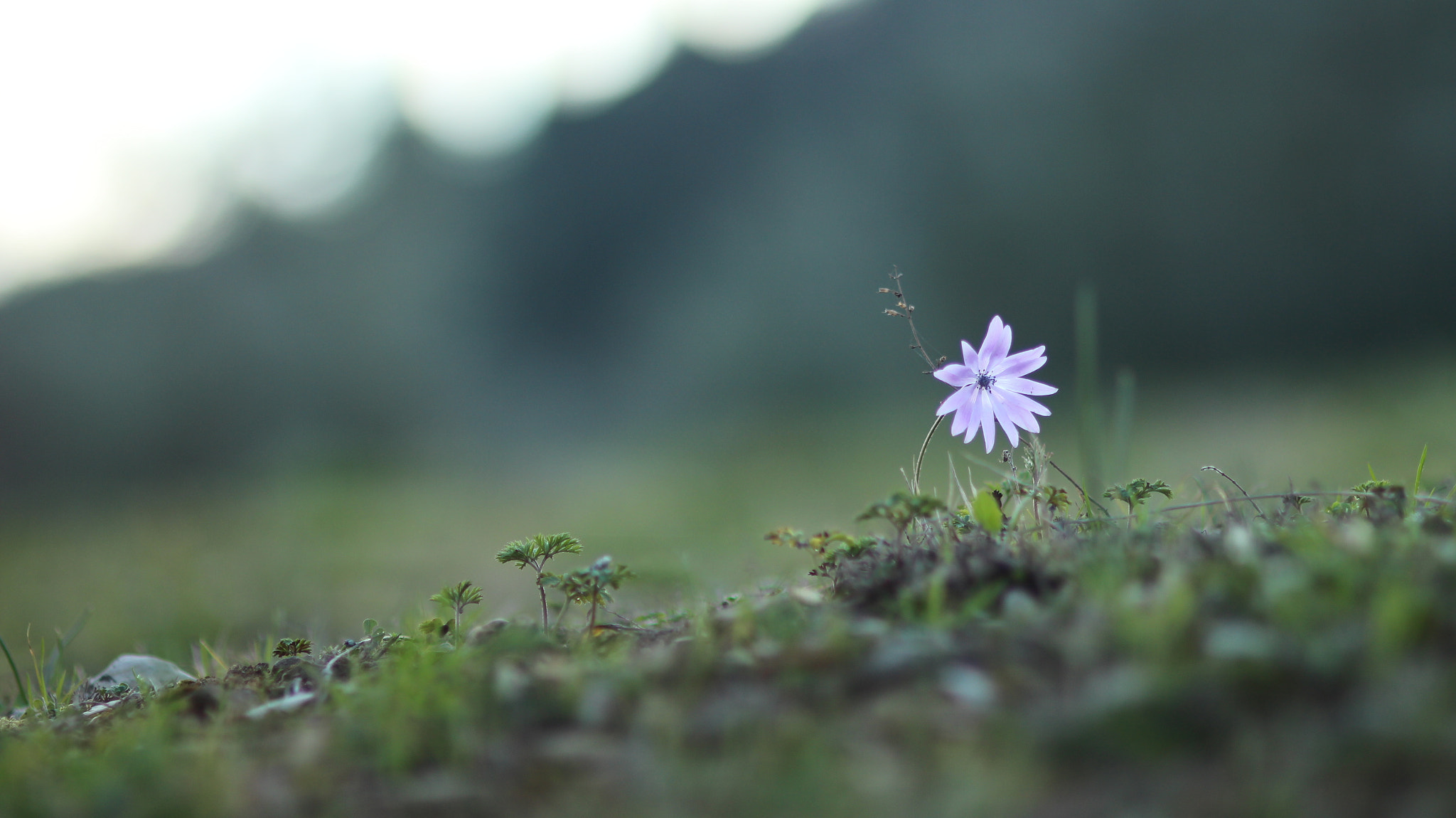 Sigma 85mm F1.4 EX DG HSM sample photo. Springtime photography