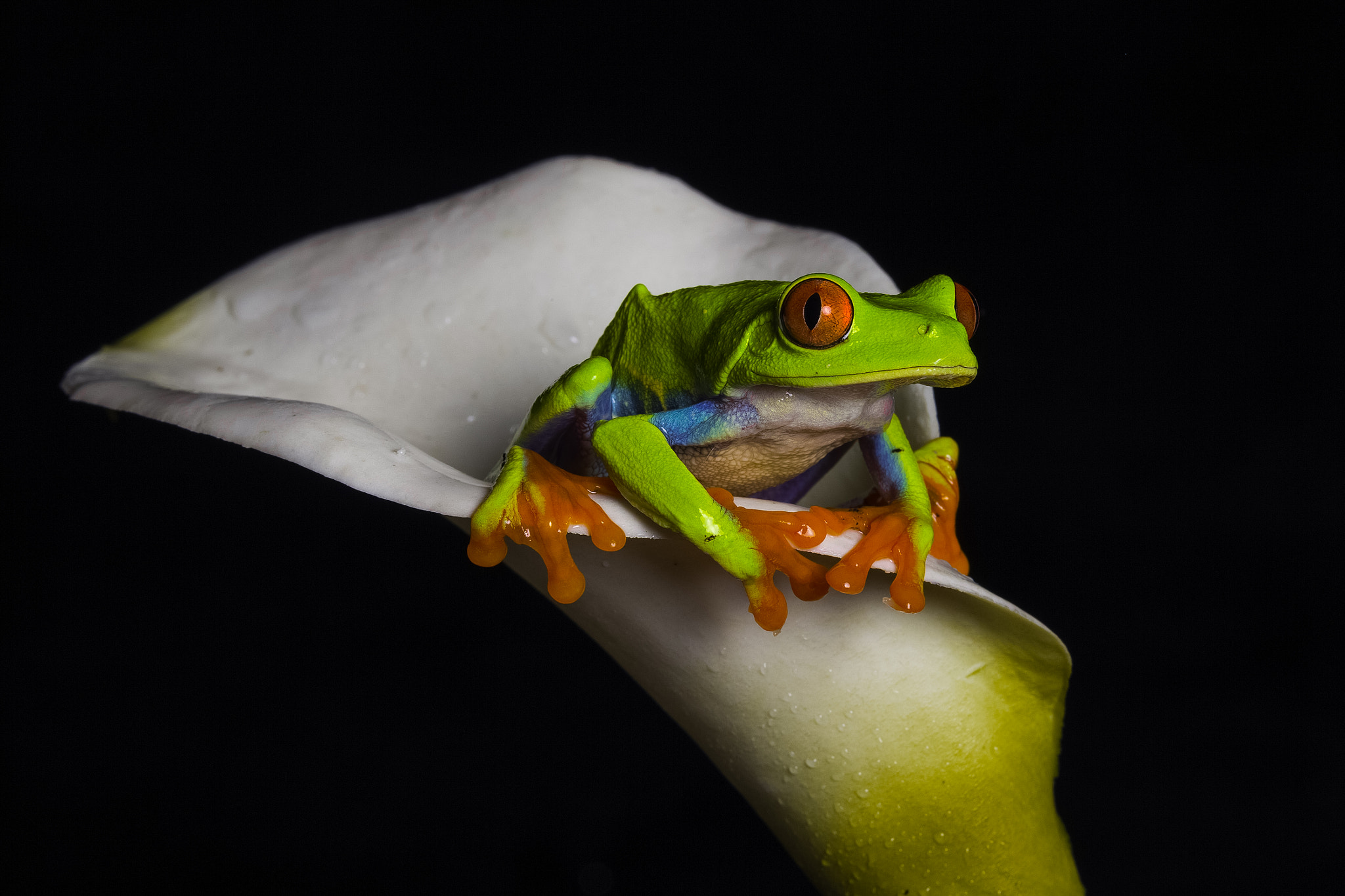 Canon EF 100mm F2.8L Macro IS USM sample photo. Red eyed tree frog - agalychnis callydrias photography