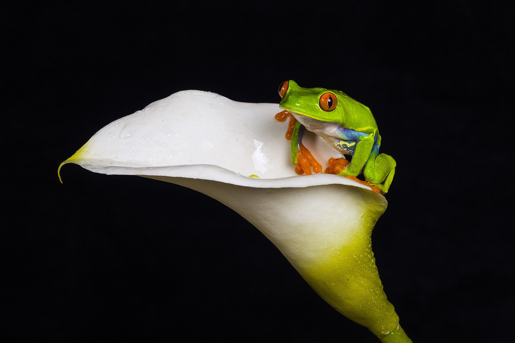 Canon EF 100mm F2.8L Macro IS USM sample photo. Red eyed tree frog - agalychnis callydrias photography
