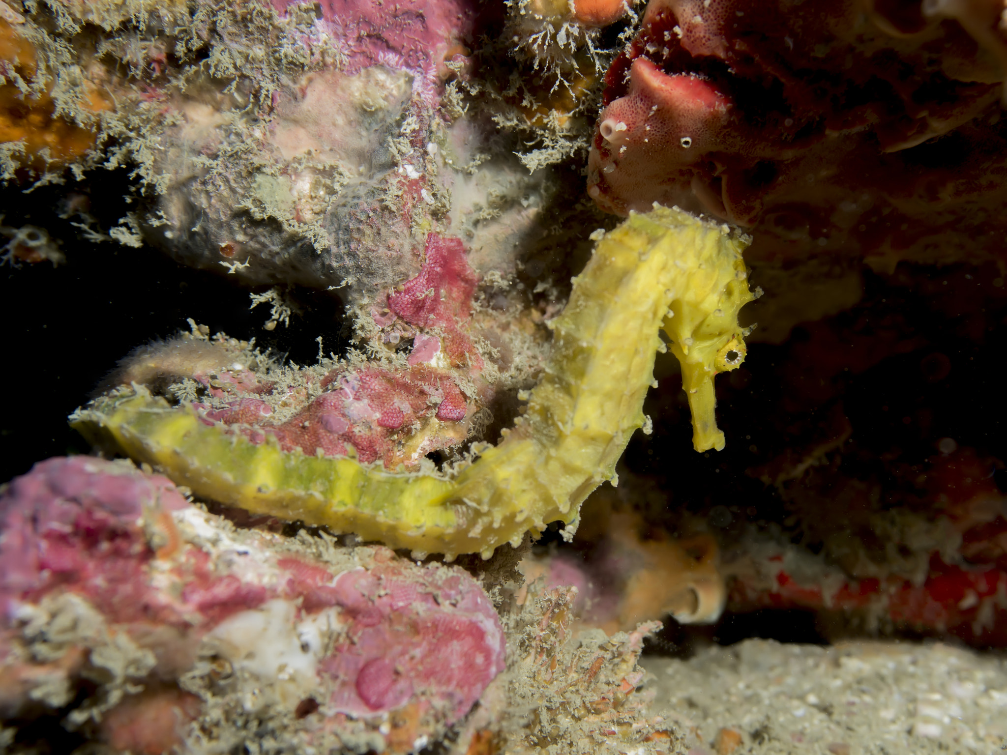 Olympus PEN E-PL7 sample photo. Shy seahorse photography