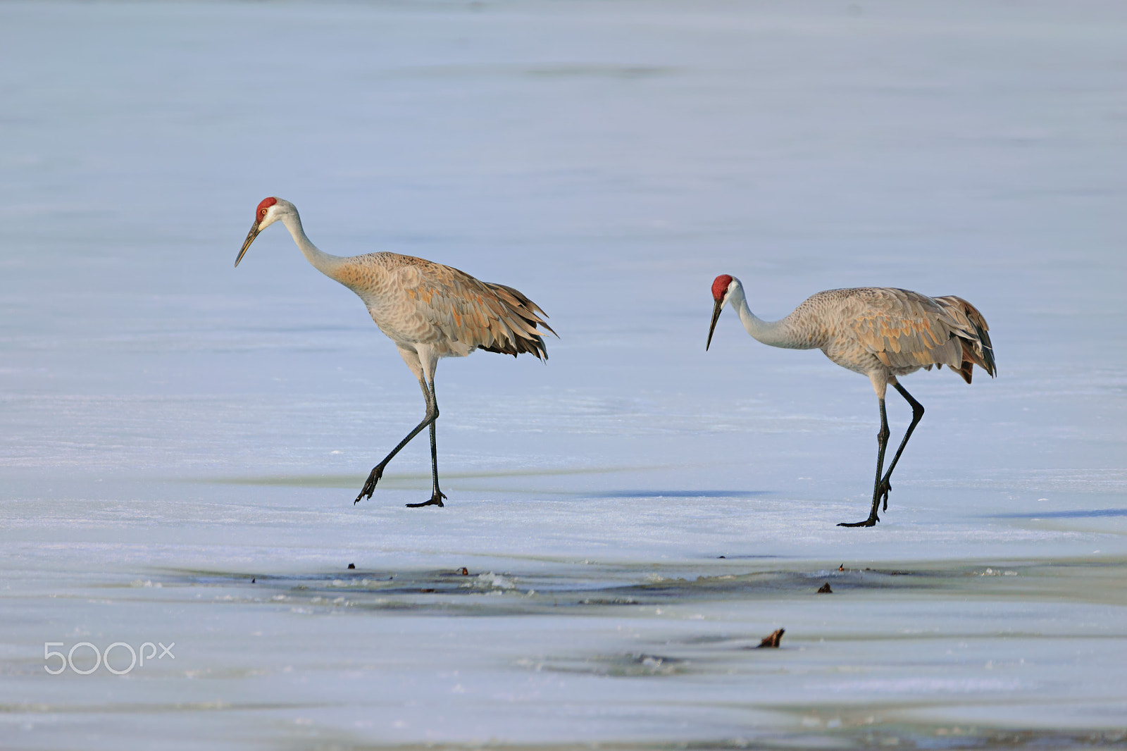 Sigma 150-600mm F5-6.3 DG OS HSM | C sample photo. Dancing on ice photography