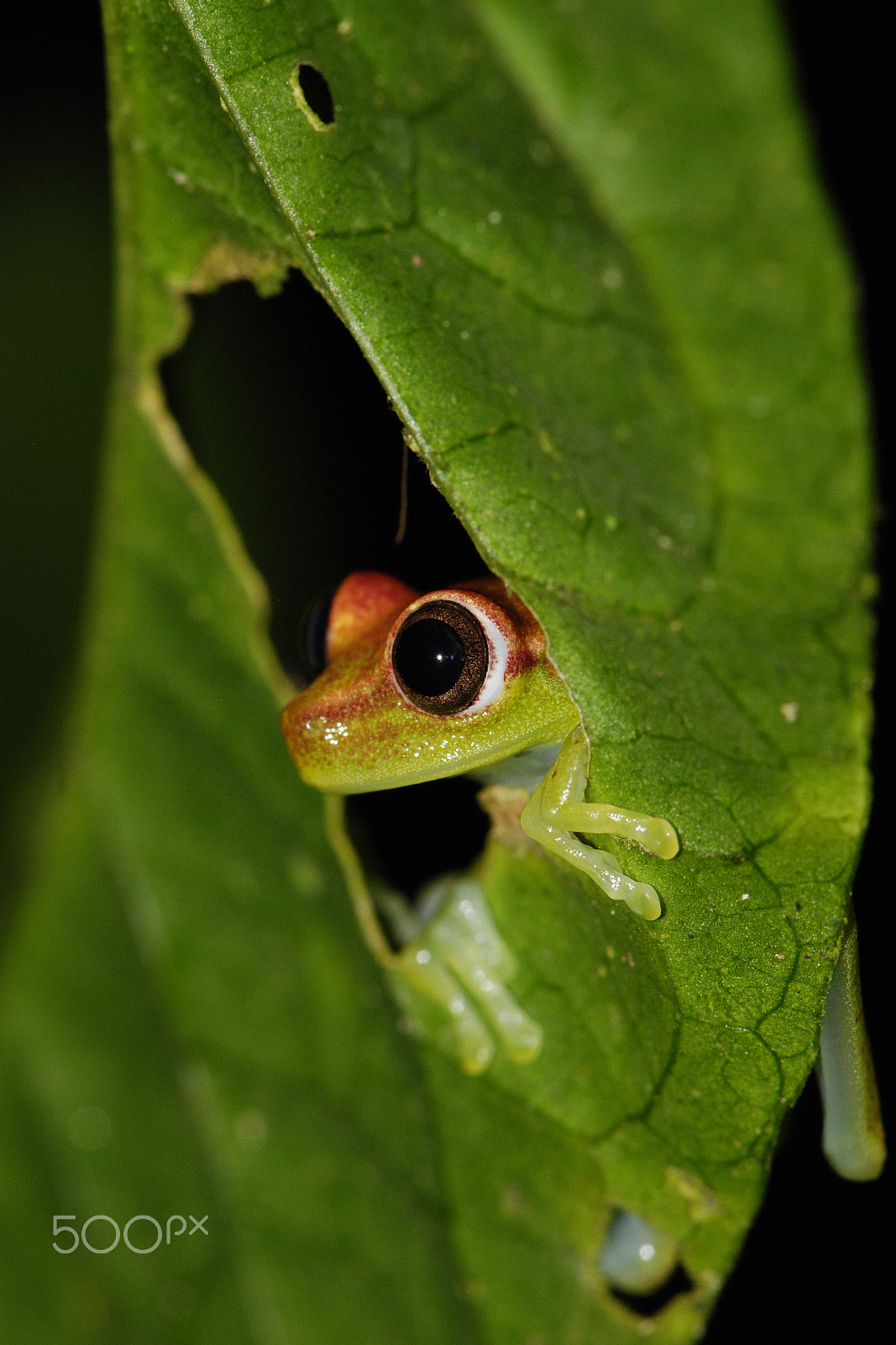 Nikon AF-S Micro-Nikkor 105mm F2.8G IF-ED VR sample photo. Frog - napo, ecuador photography