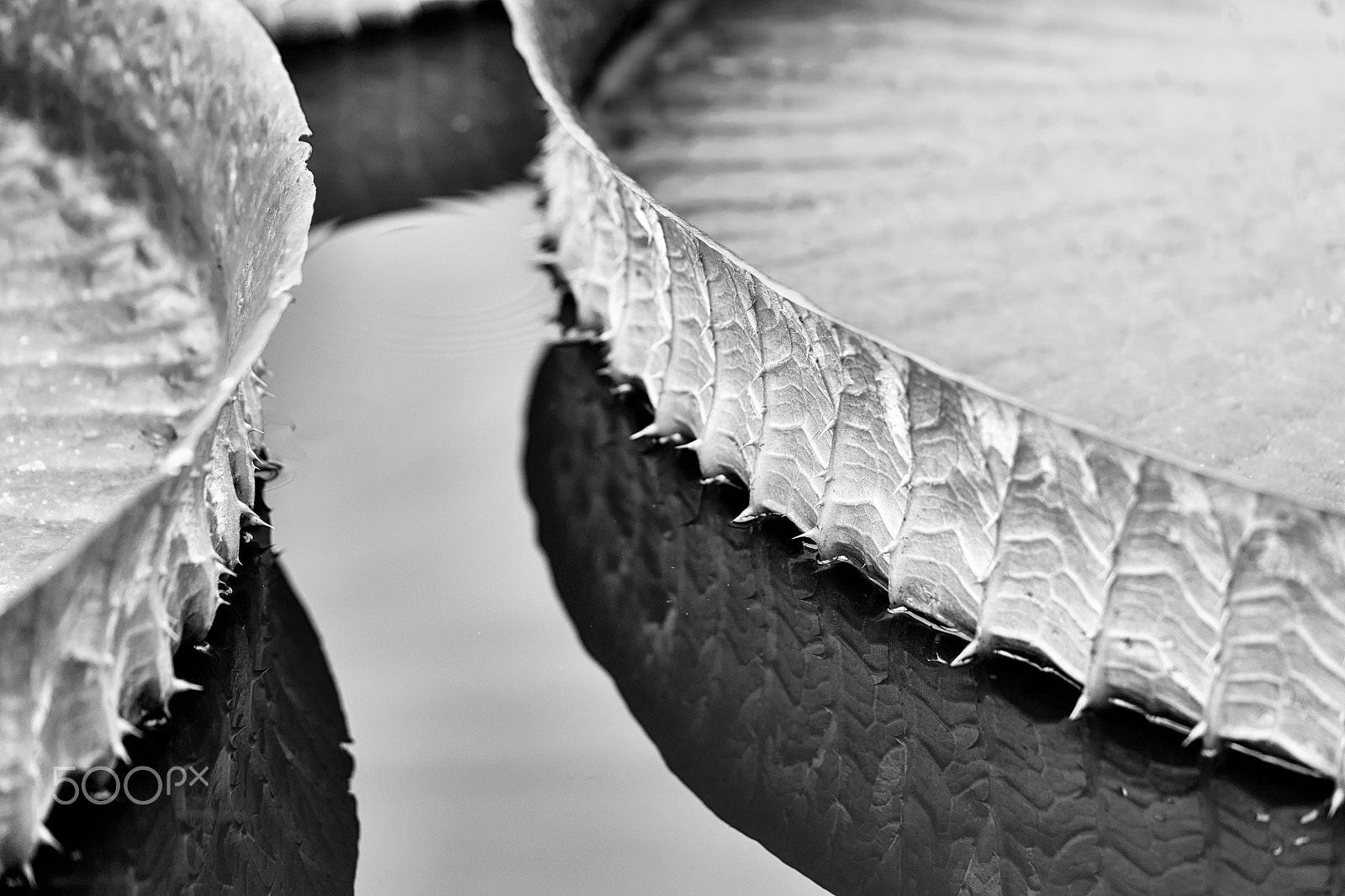 Sony a7 II + Sony FE 90mm F2.8 Macro G OSS sample photo. Cautious 2 photography