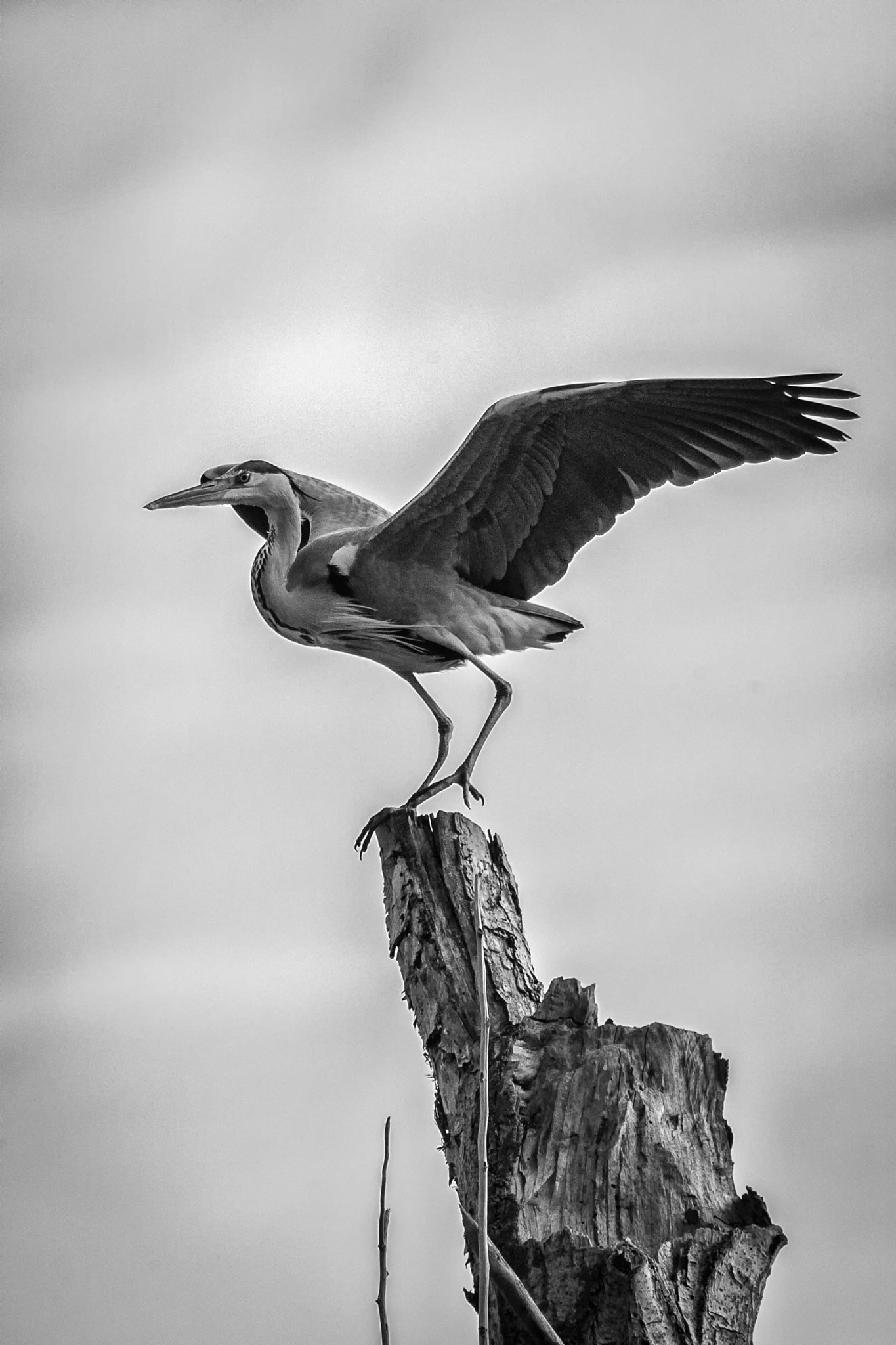 Canon EOS-1D Mark IV sample photo. Garza photography