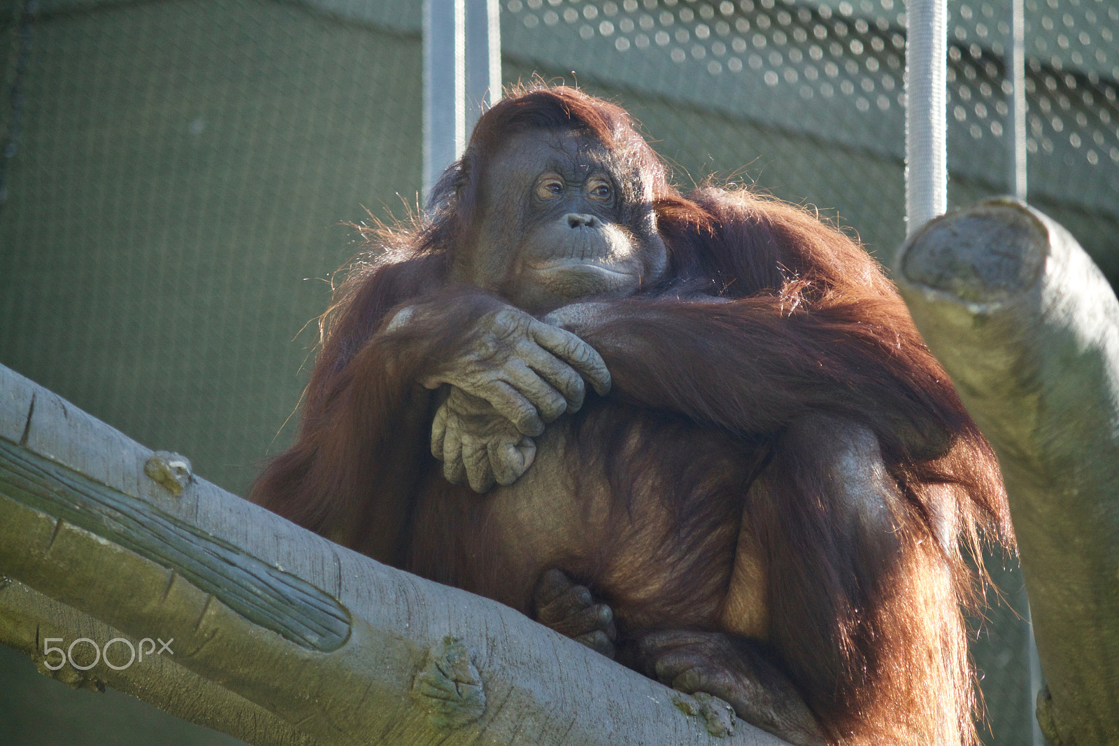 Canon EF-S 55-250mm F4-5.6 IS sample photo. Orangutan photography