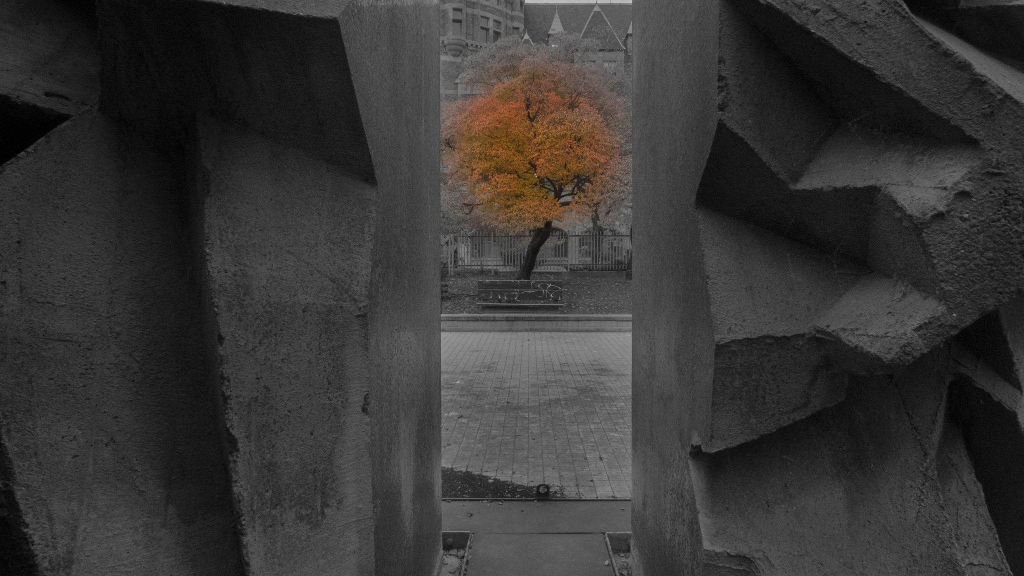 Leica D-LUX 4 sample photo. Concrete tree photography