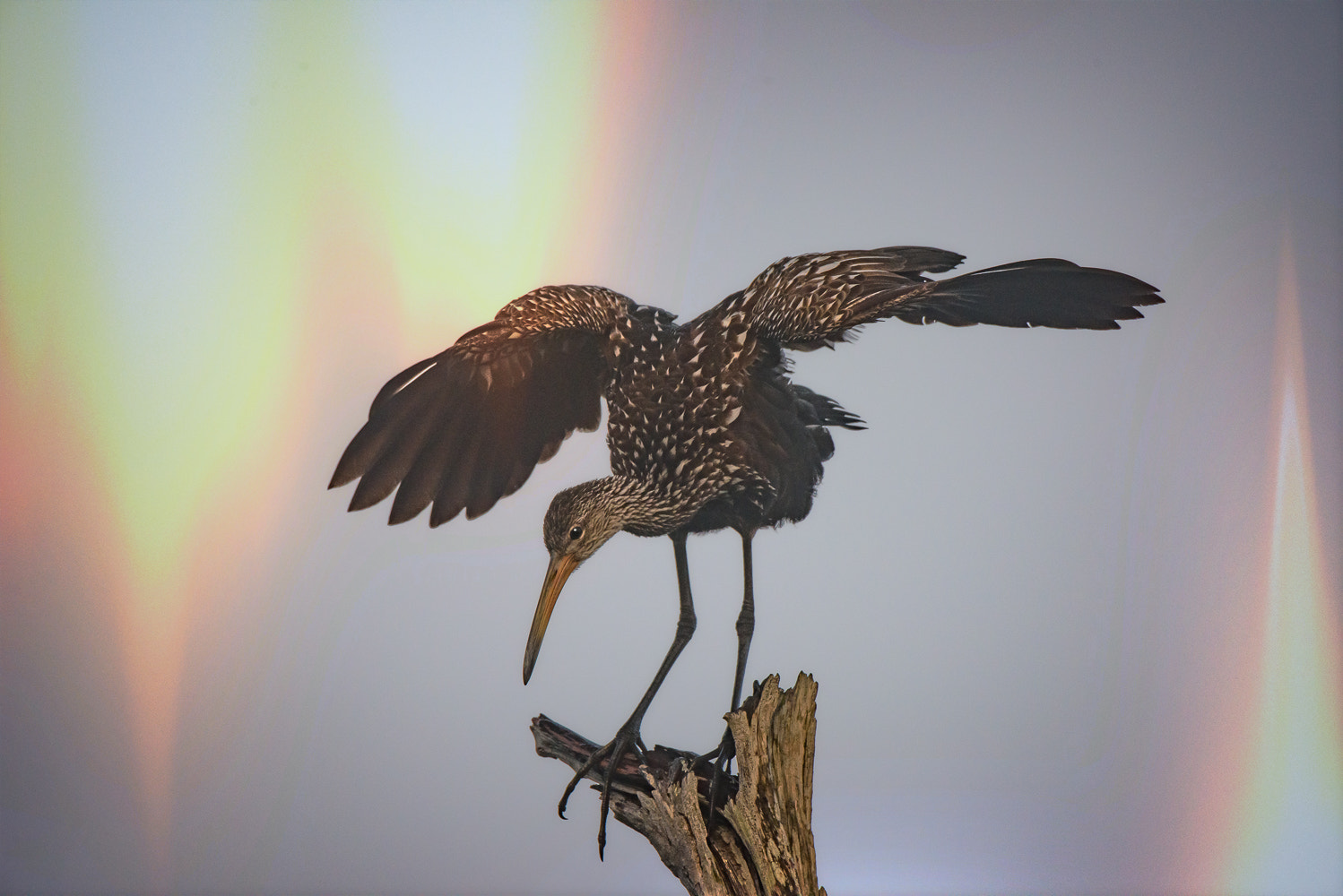 Nikon D810 + Sigma 50mm F2.8 EX DG Macro sample photo. Limpkin, green cay wetlands photography