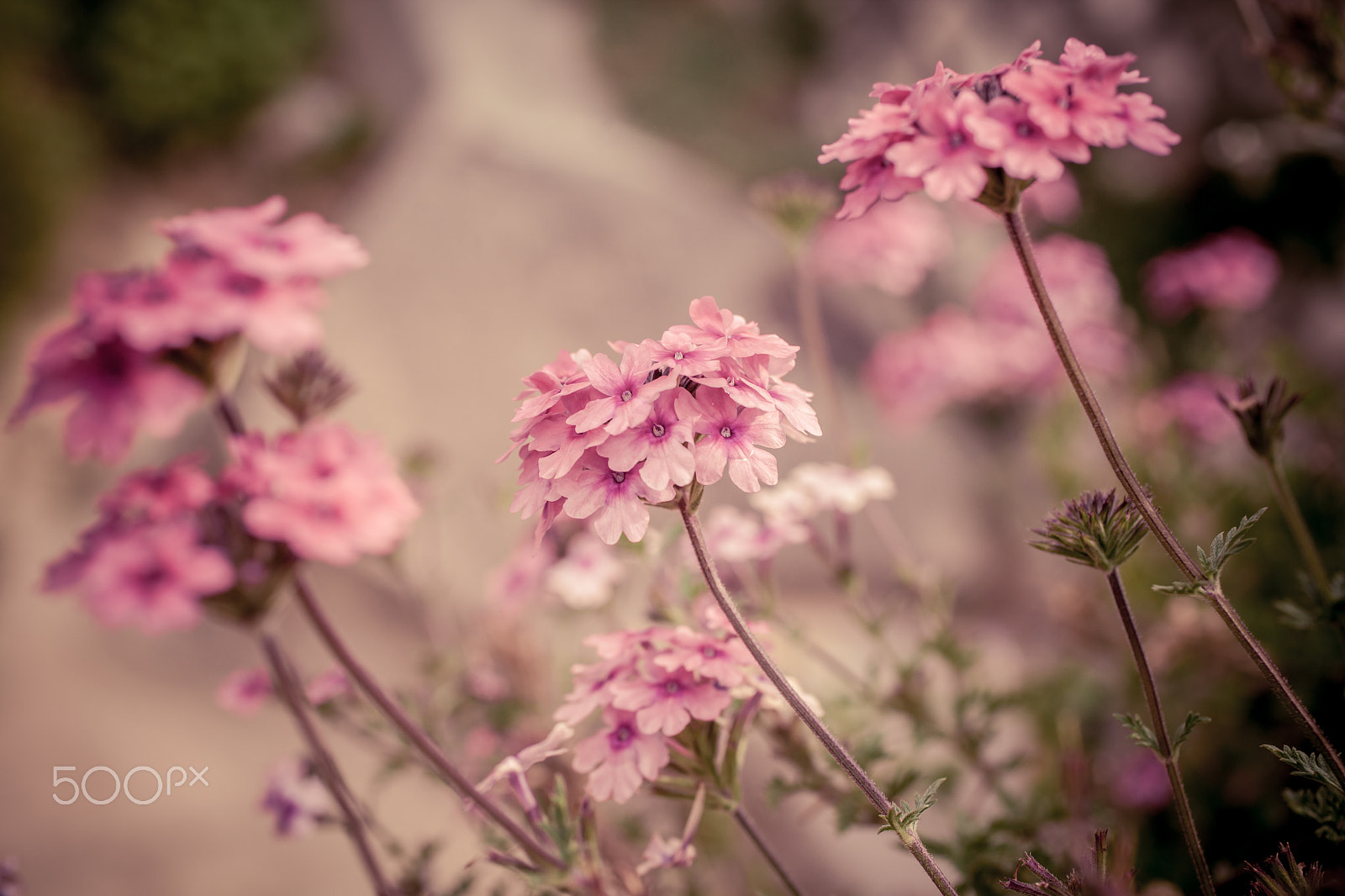 Canon EOS 5D Mark II sample photo. Verbena flowers on bokeh background photography