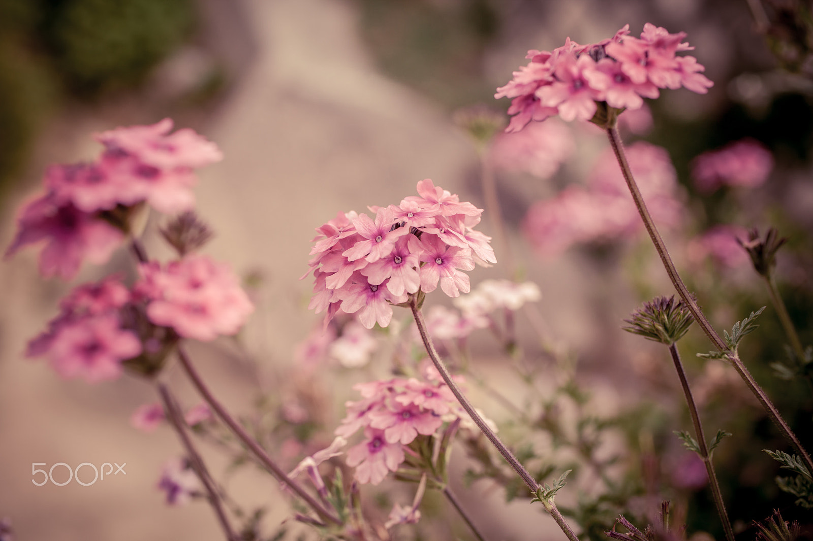 Canon EF 50mm F2.5 Macro sample photo. Verbena flowers on bokeh background photography