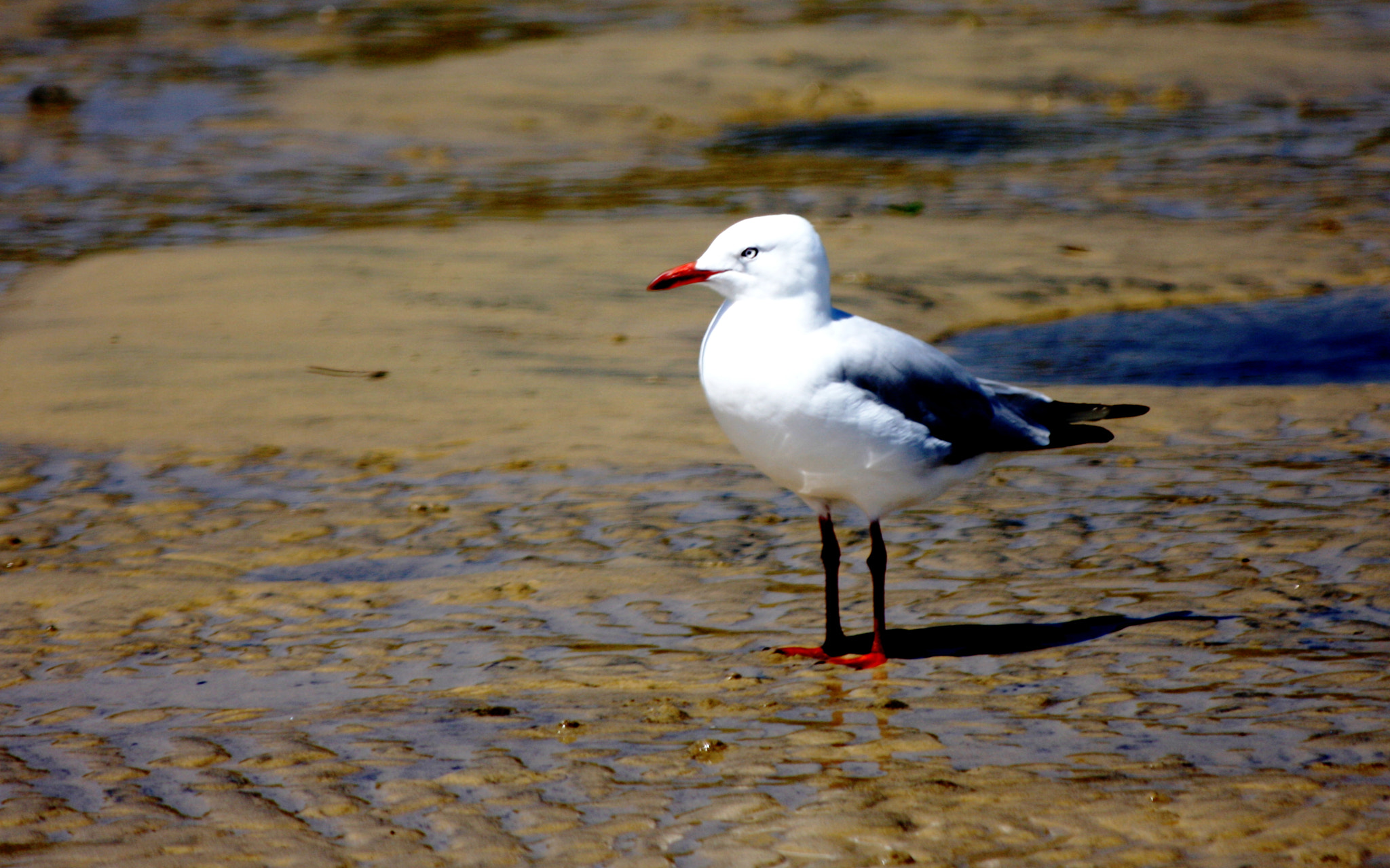 Canon EF 70-300mm F4-5.6 IS USM sample photo. I stand alone photography
