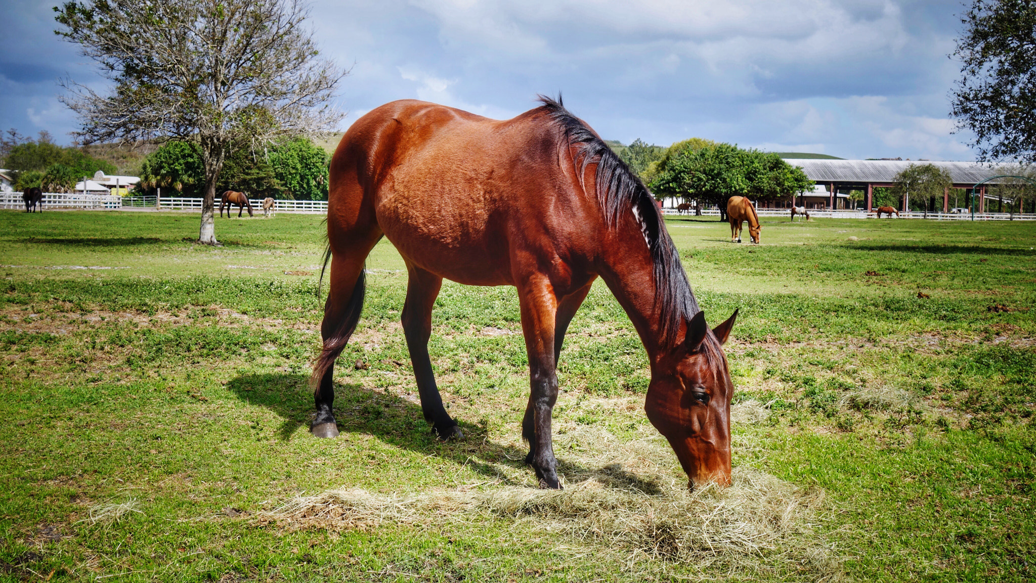 Sony Cyber-shot DSC-RX100 II + Sony 28-100mm F1.8-4.9 sample photo. Grazing photography