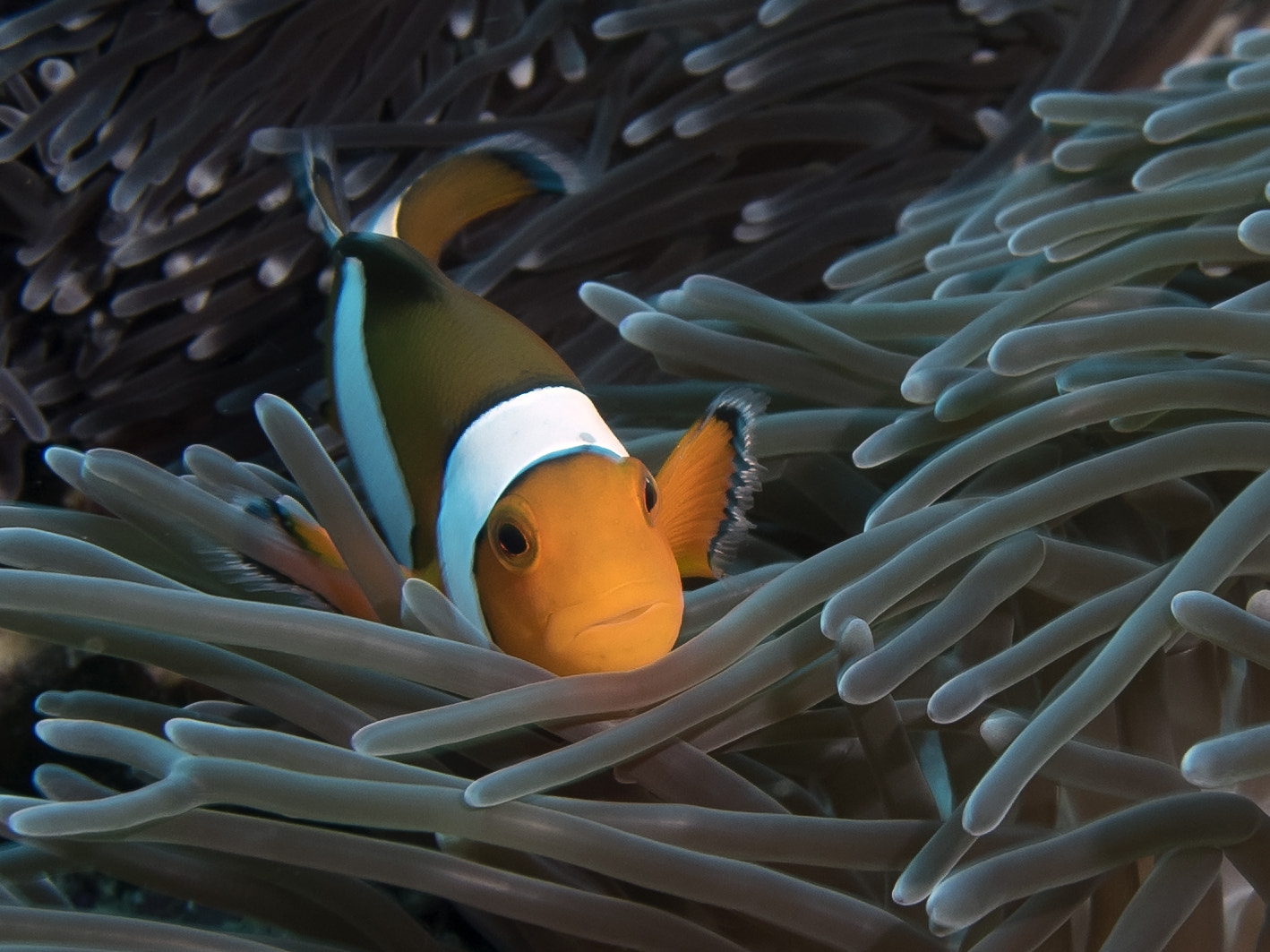 Olympus PEN E-PL7 sample photo.  clownfish in anemones photography