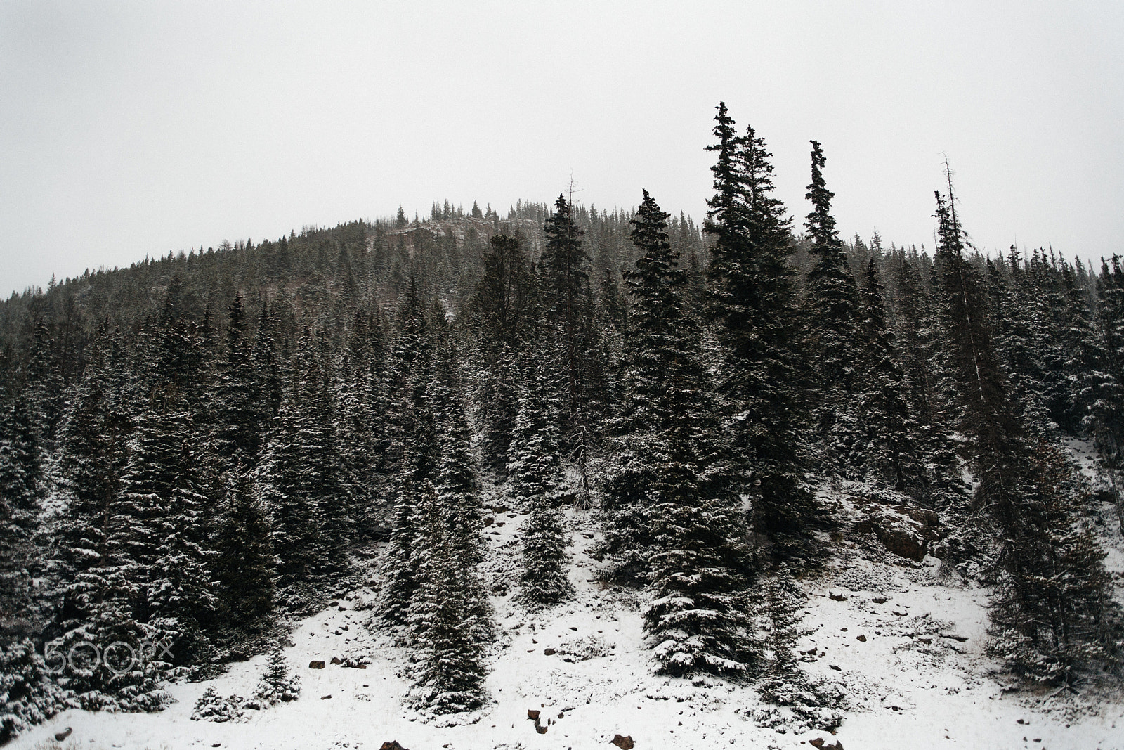 Canon EOS 5D + EF28-70mm f/2.8L USM sample photo. Snowy trees photography