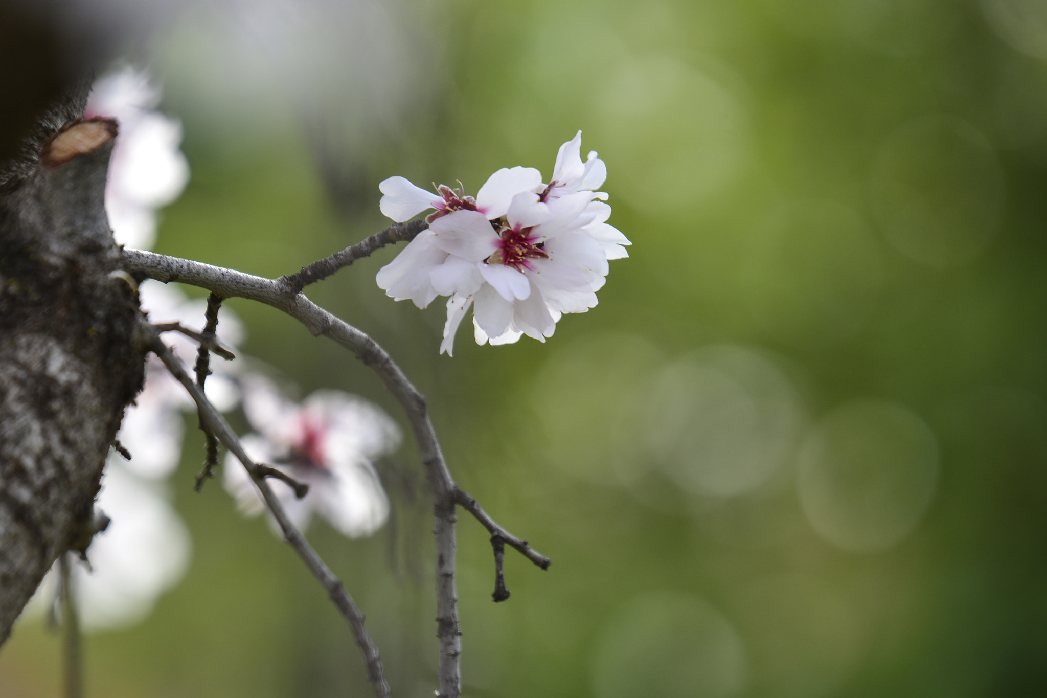 Nikon AF-S Nikkor 70-200mm F2.8G ED VR II sample photo. Primavera photography