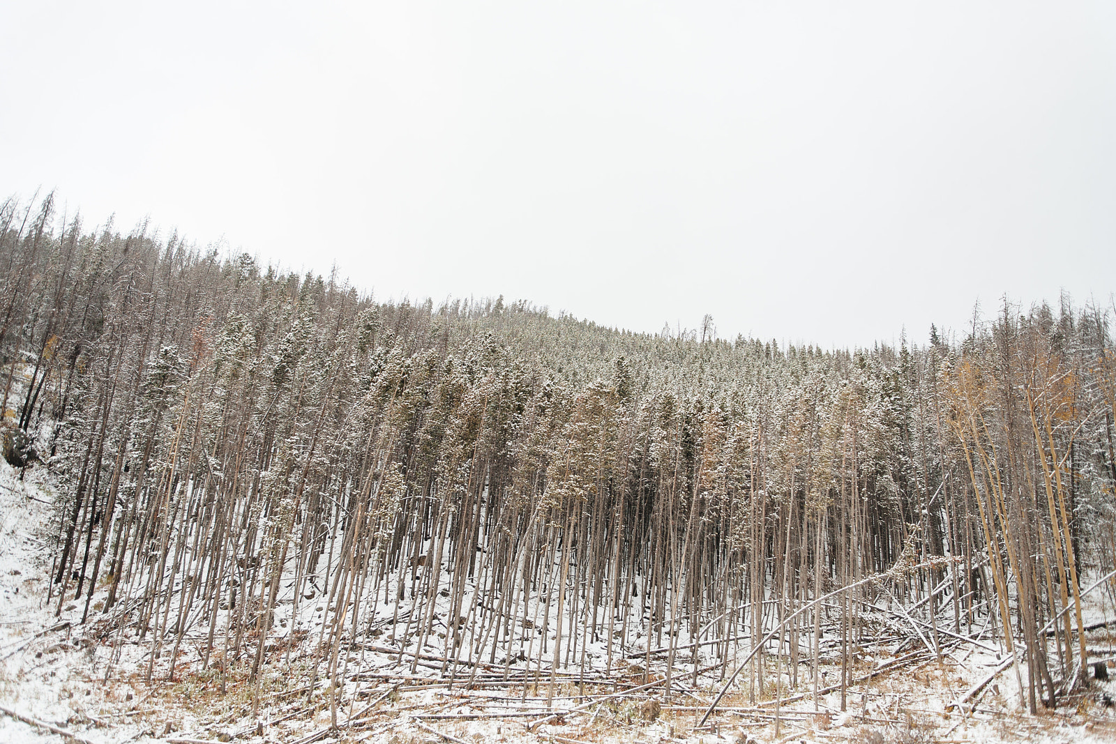 Canon EOS 5D + EF28-70mm f/2.8L USM sample photo. Snowy trees photography