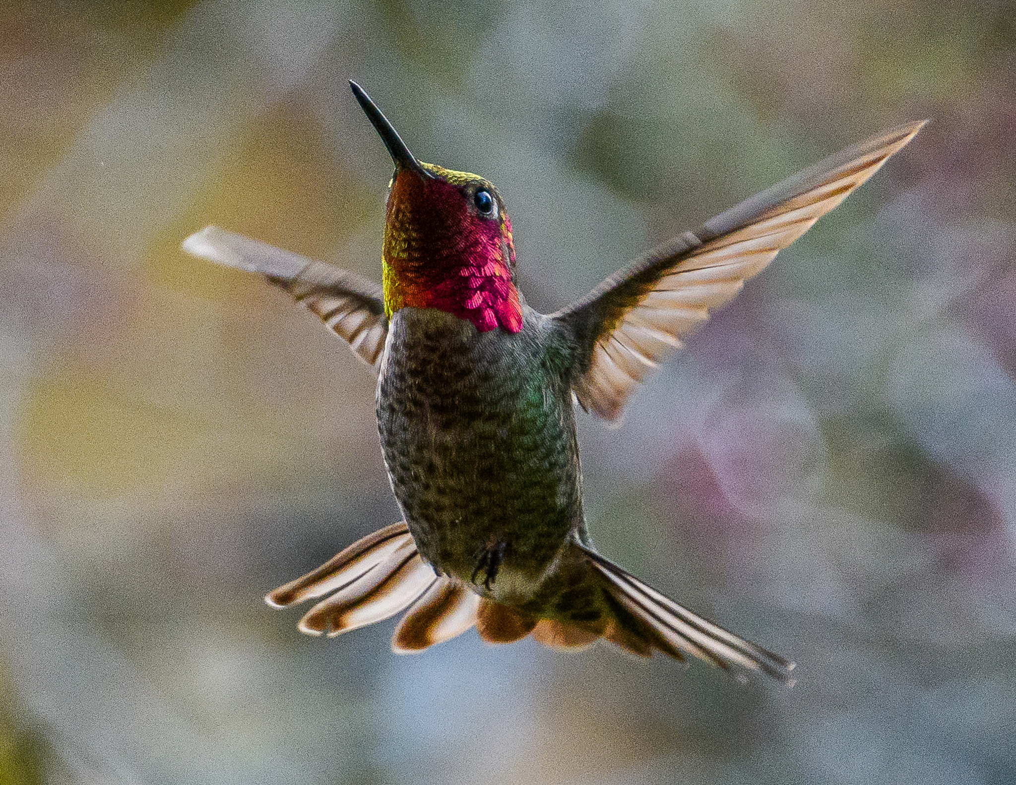 Nikon D500 sample photo. Wide spread hummingbird photography