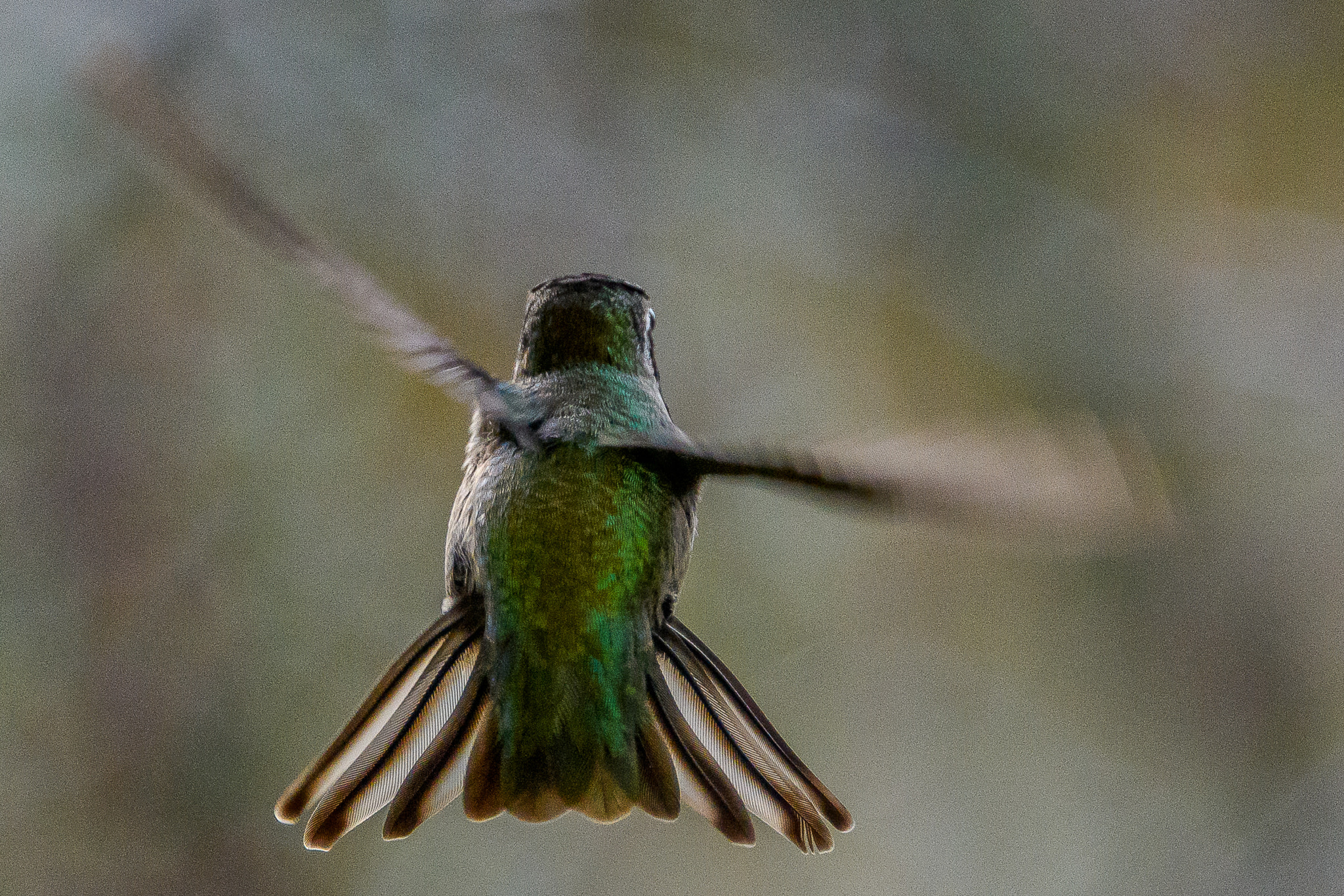 Nikon D500 sample photo. Wide spread hummingbird photography