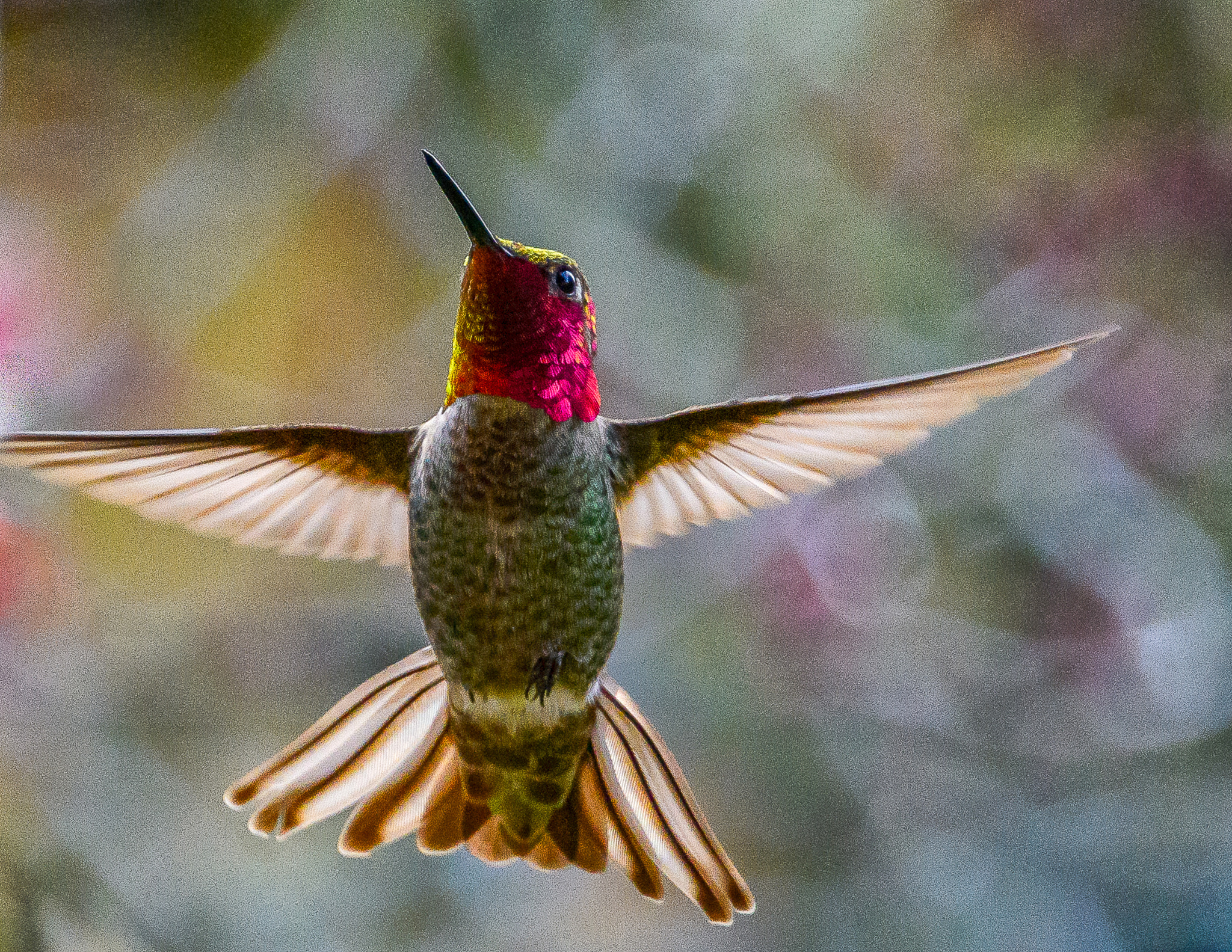 Nikon D500 sample photo. Wide spread hummingbird photography
