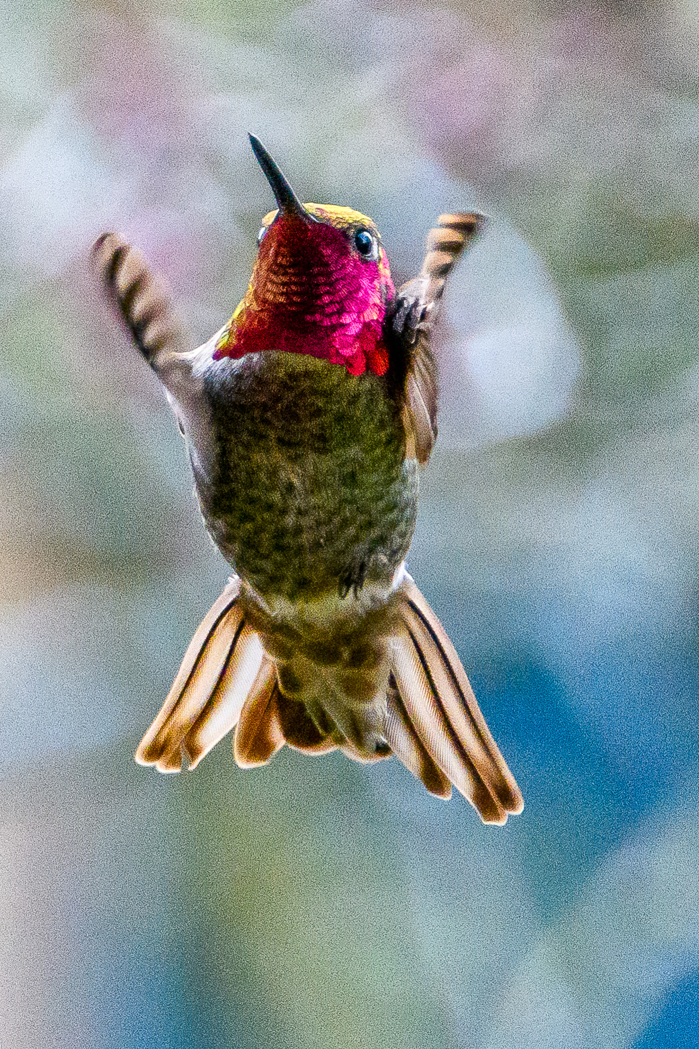 Nikon D500 sample photo. Wide spread hummingbird photography