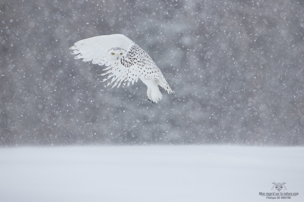 Canon EF 500mm F4L IS USM sample photo. Winter atmosphere photography