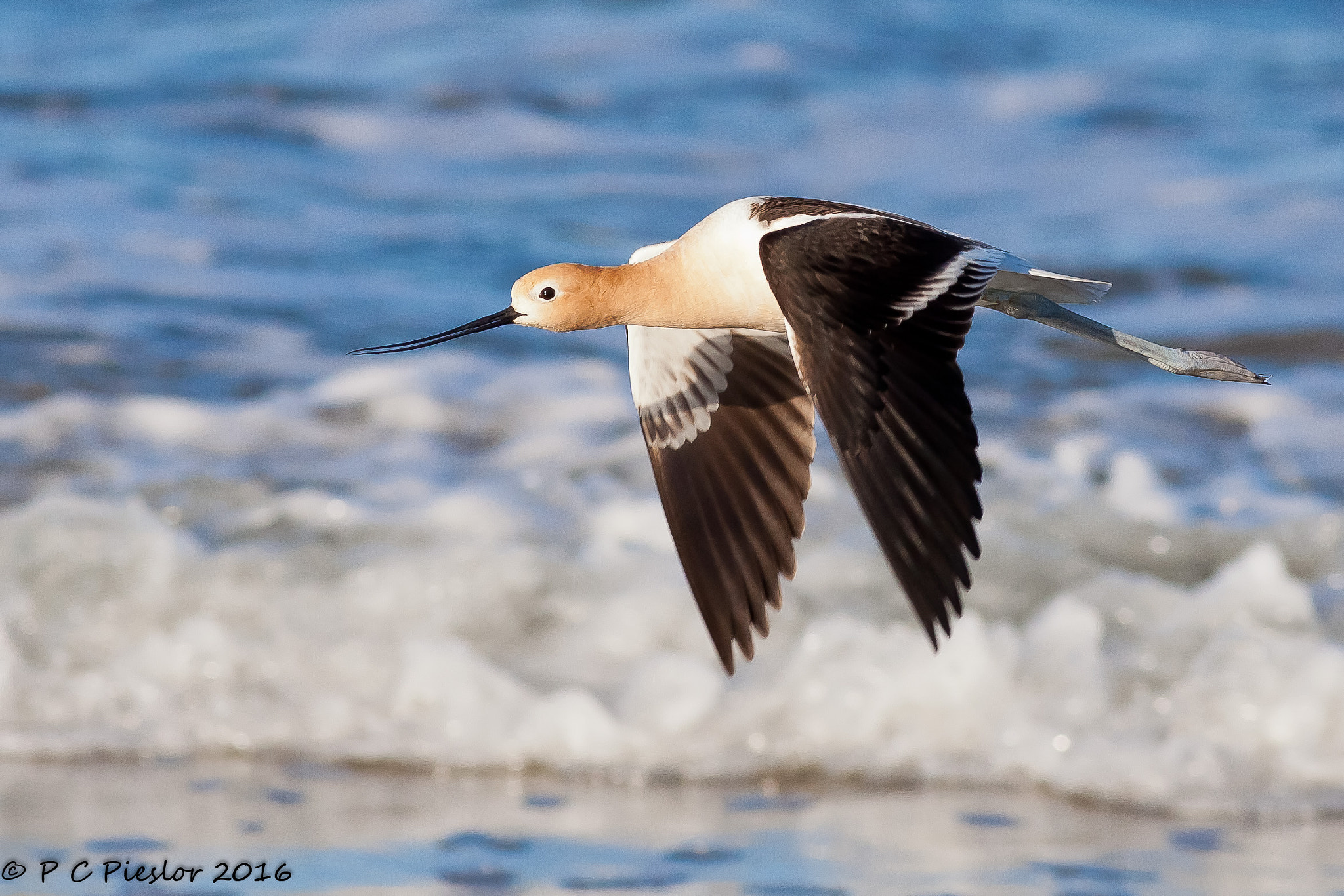 Canon EOS 5D Mark II + Canon EF 400mm F5.6L USM sample photo. Am avocet in flight photography